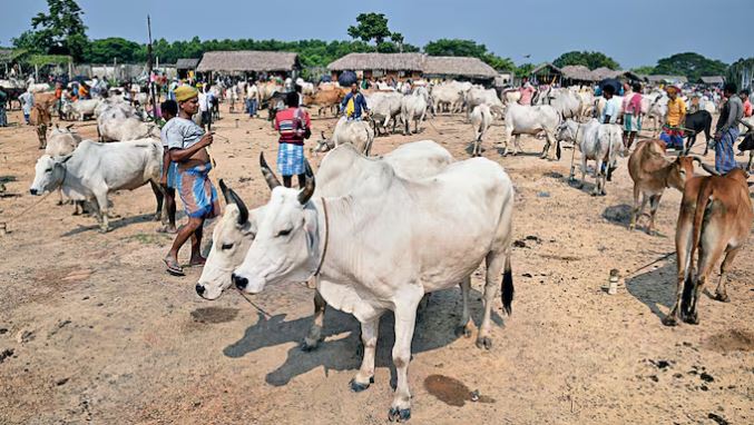 কুরবানির আগে পশ্চিমবঙ্গে গরু বিতর্ক, বিপদে কারা?