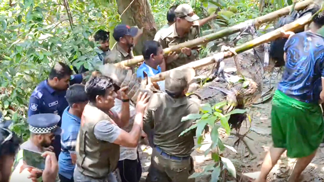 খান জাহান আলী মাজারের কুমিরটিকে সরিয়ে নেওয়া হলো খুলনায়