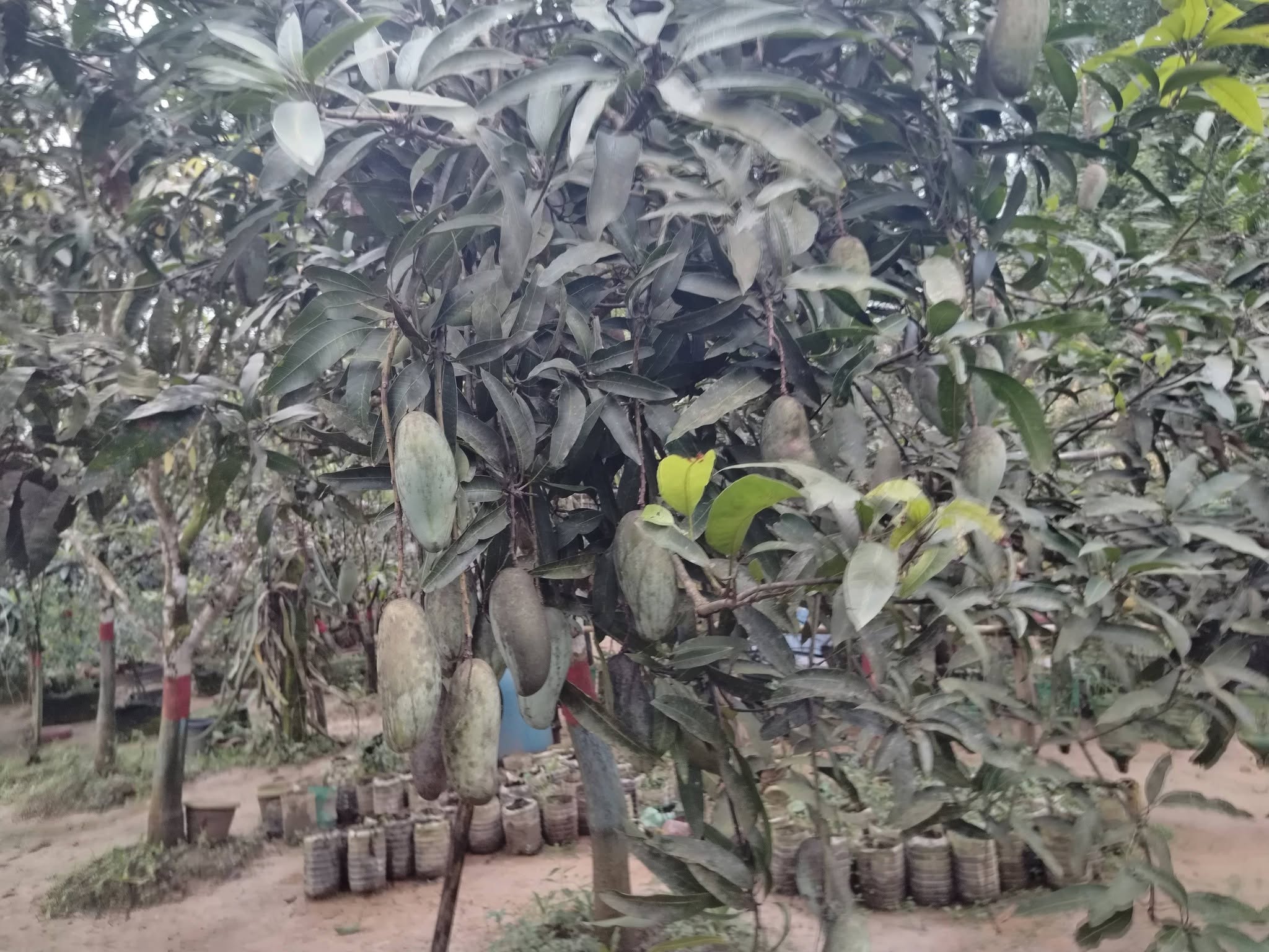 এক পাহাড়ে ৫০ জাতের আম