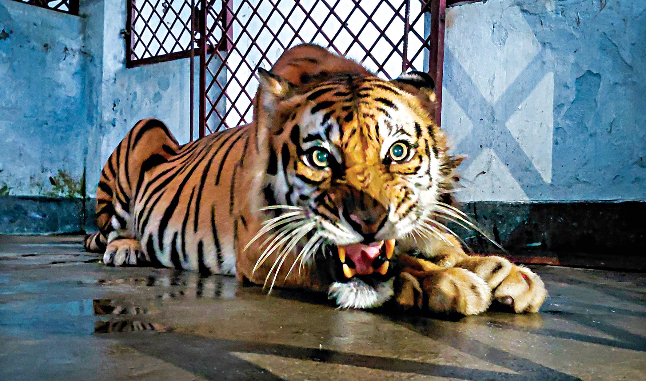 সুন্দরবনে অবমুক্ত করা সেই বাঘিনী কোথায় হারিয়ে গেল?