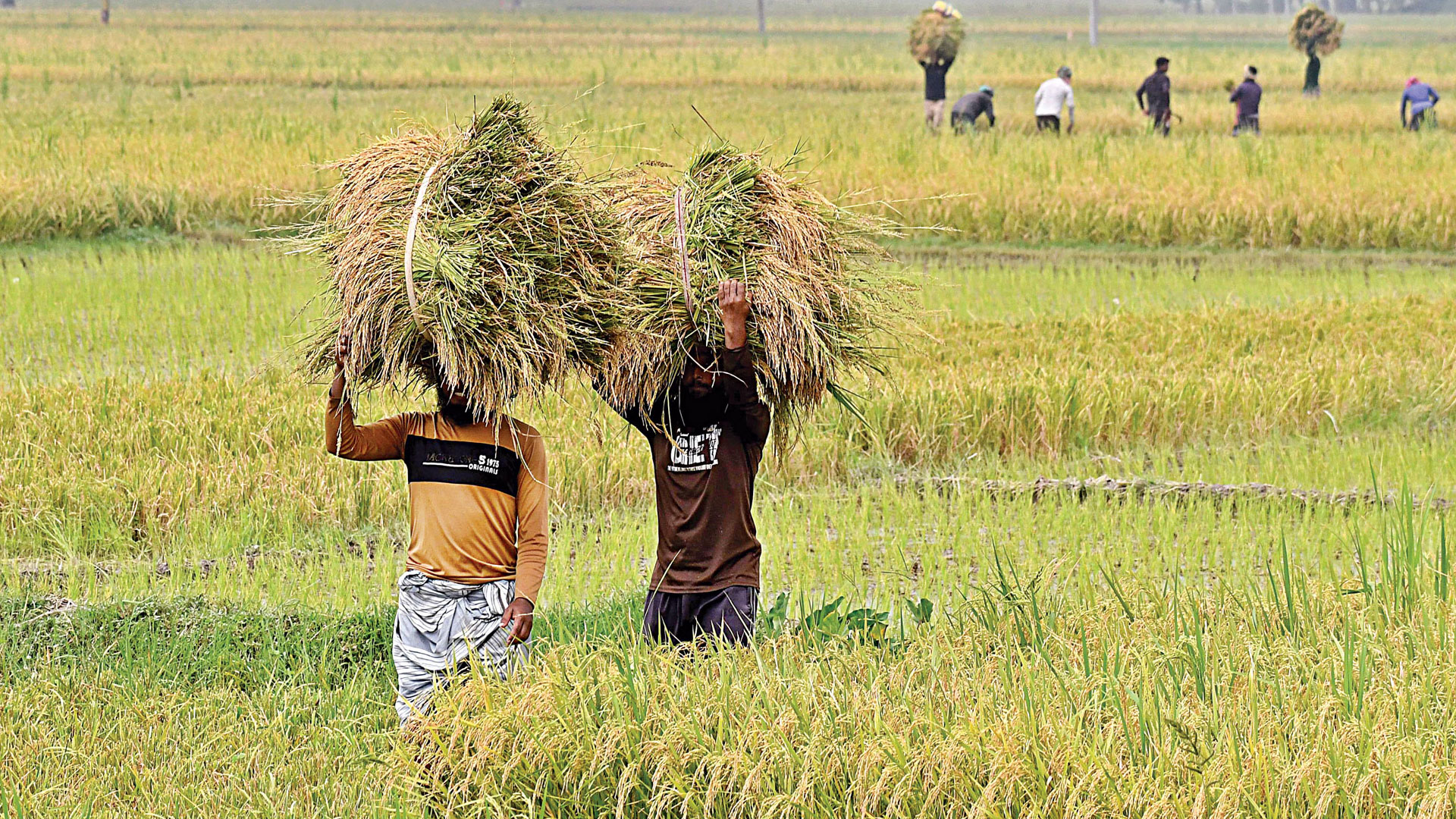 সরবরাহ ব্যবস্থার জটিলতায় আটকে আছে সার