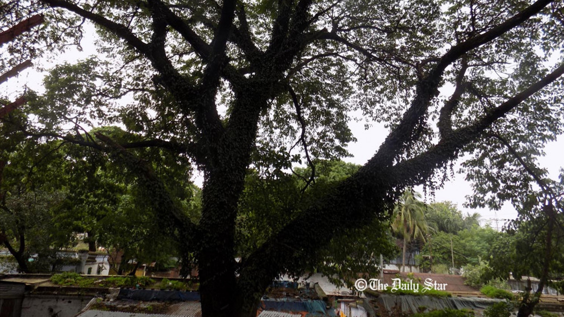 শুধু সিআরবি নয়, কোনো সবুজ বলয় ধ্বংস করবেন না