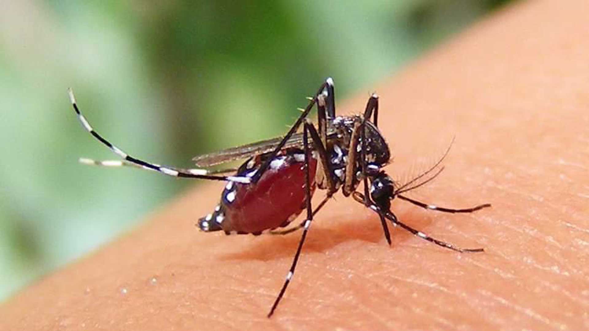 ডেঙ্গু: ২৪ ঘণ্টায় হাসপাতালে ভর্তি ৮২০, মৃত্যু ২