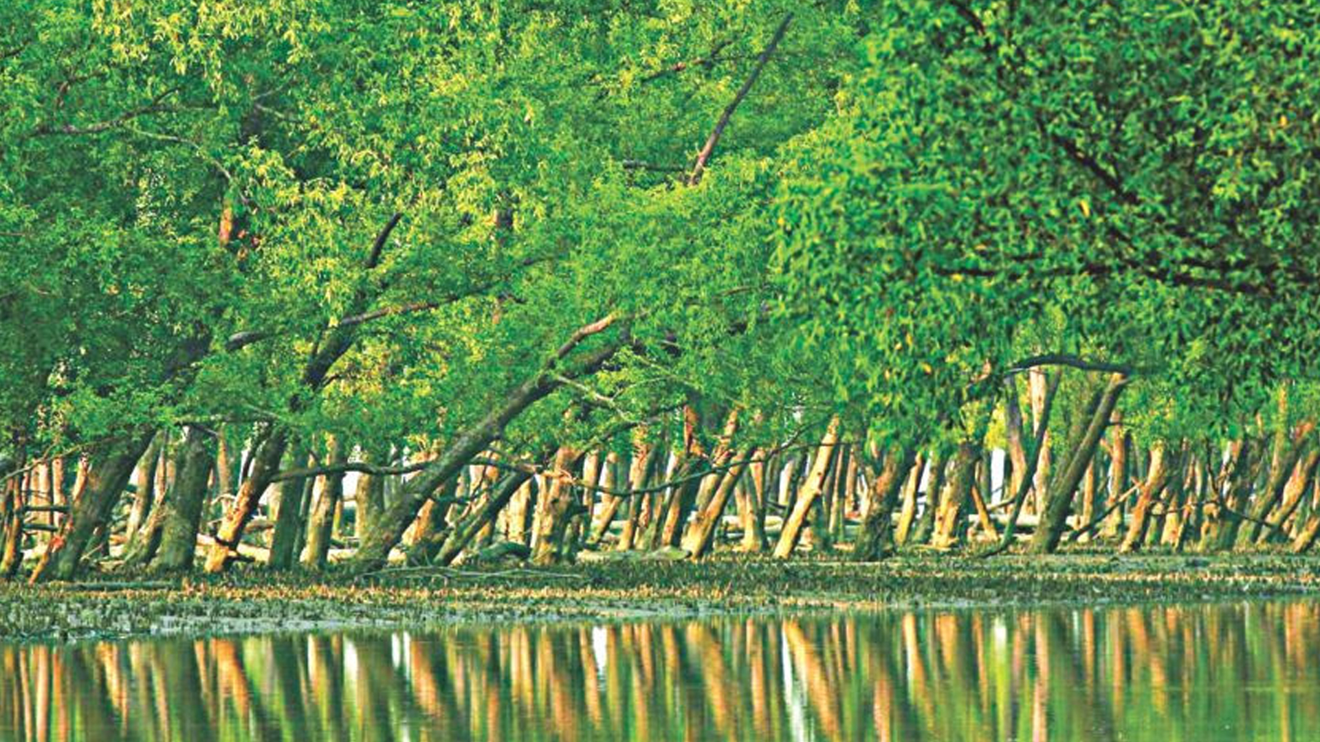 সুন্দরবনের প্রাণ-প্রকৃতি বিপন্নপ্রায়