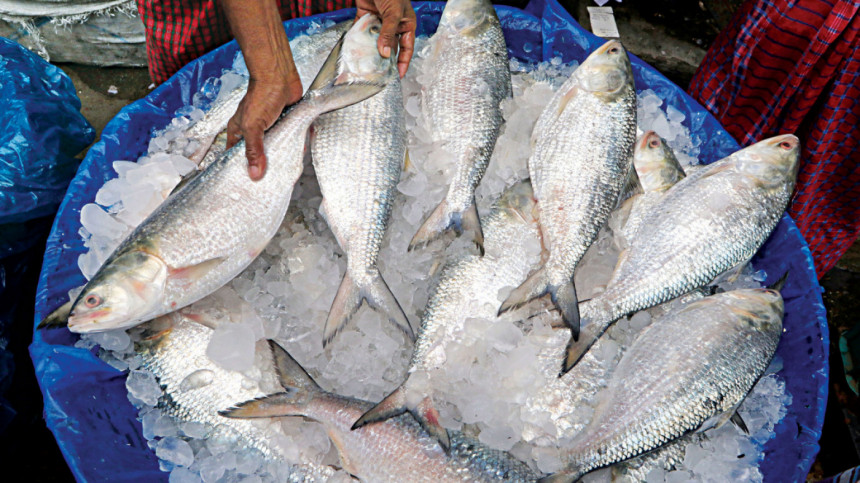 ইলিশের দাম দেশে চড়া, ভারতে সস্তায় রপ্তানি 