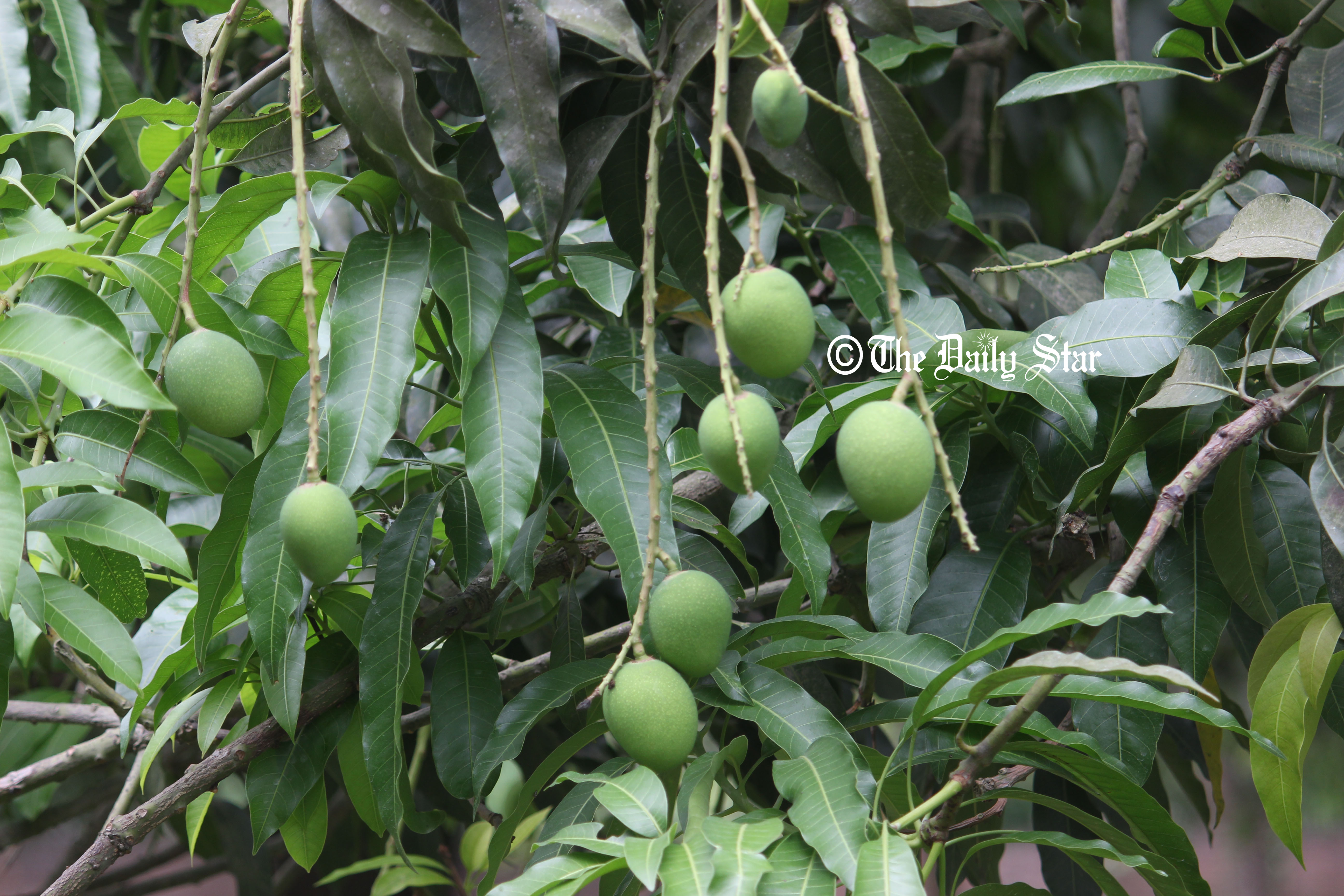 চাঁপাইনবাবগঞ্জে বড় গাছে আম কম, ছোট গাছে বেশি
