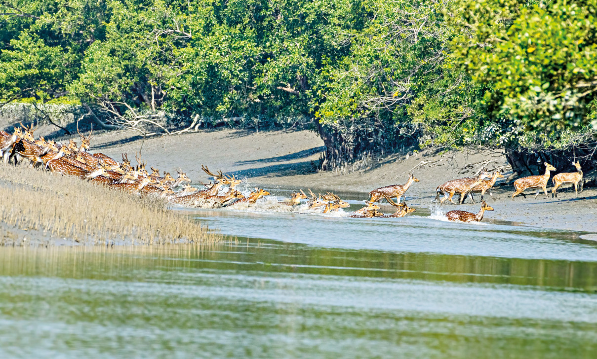 অনন্য-অপরূপ সুন্দরবন!