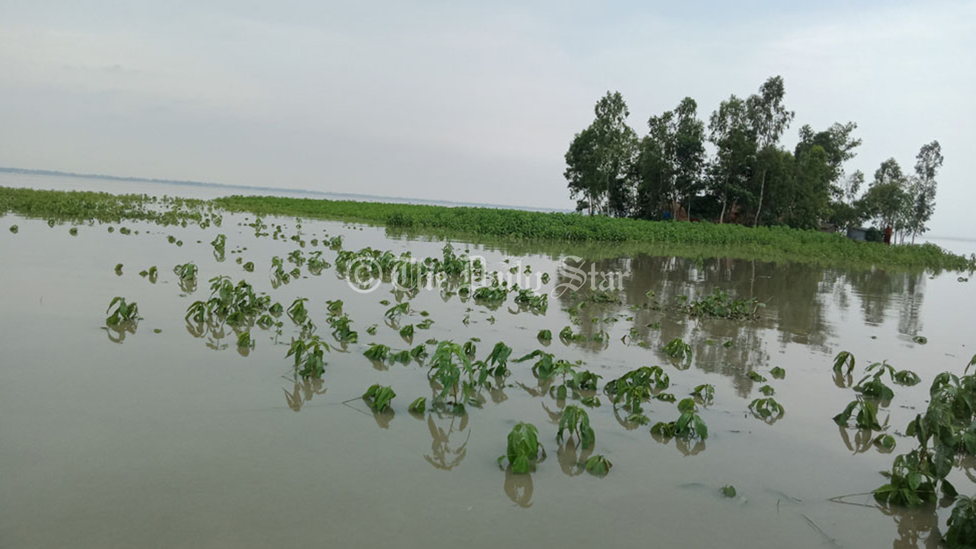 সিরাজগঞ্জে বন্যায় তলিয়ে গেছে ১২৫৯৯ হেক্টর জমির ফসল