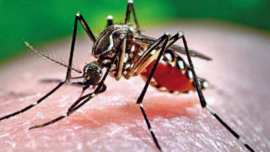 এ বছর ডেঙ্গু আক্রান্তের সংখ্যা ৮০ হাজার ছাড়াল