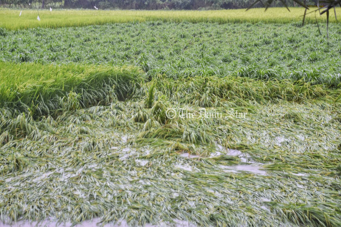 ডুবে গেছে আমন খেত, দীর্ঘ জলাবদ্ধতায় ক্ষতির আশঙ্কা
