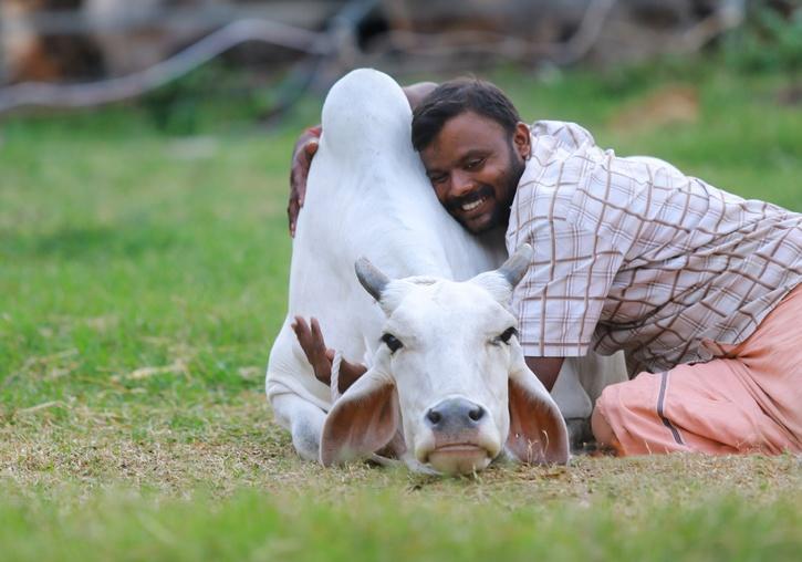 ভারতে ১৪ ফেব্রুয়ারি গরু জড়িয়ে ধরা দিবস পালনের আহ্বান