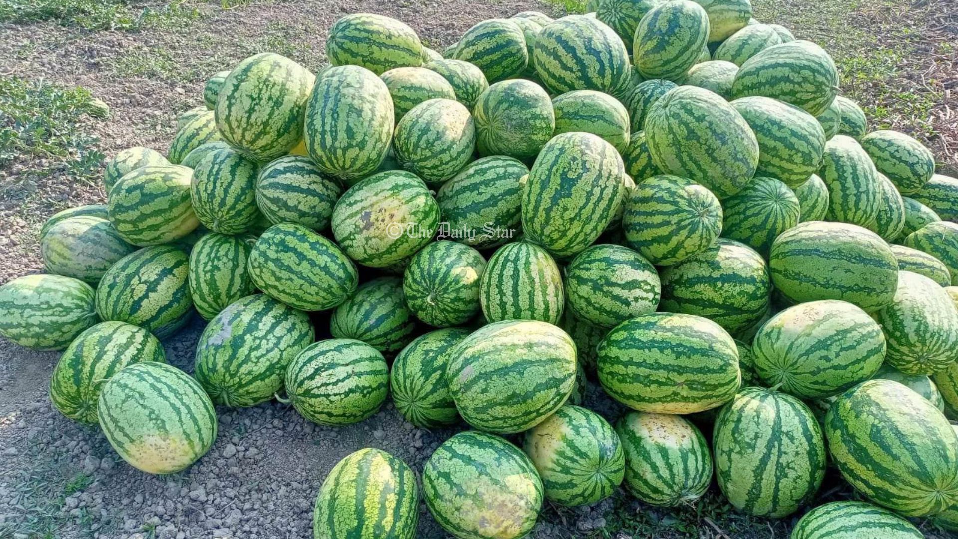 তরমুজ কেন বিক্রি হয় কেজি দরে