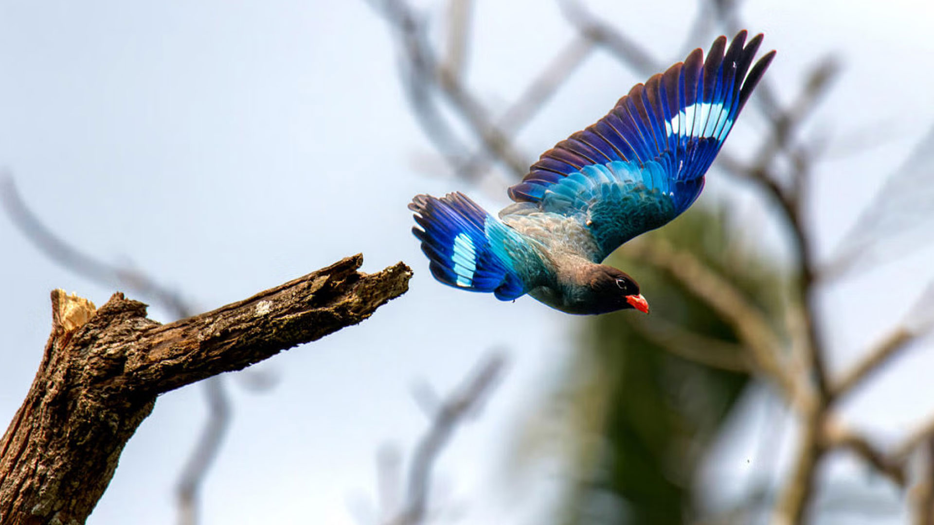 ‘রৌদ্রের আকাশে’ পাহাড়ি নীলকণ্ঠ