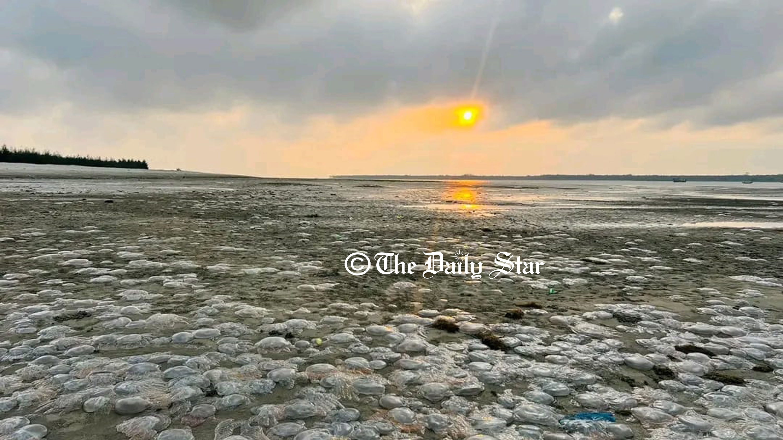 কুয়াকাটা সৈকত ছেয়ে যাচ্ছে জেলিফিশে, মাছ ধরা ব্যাহত