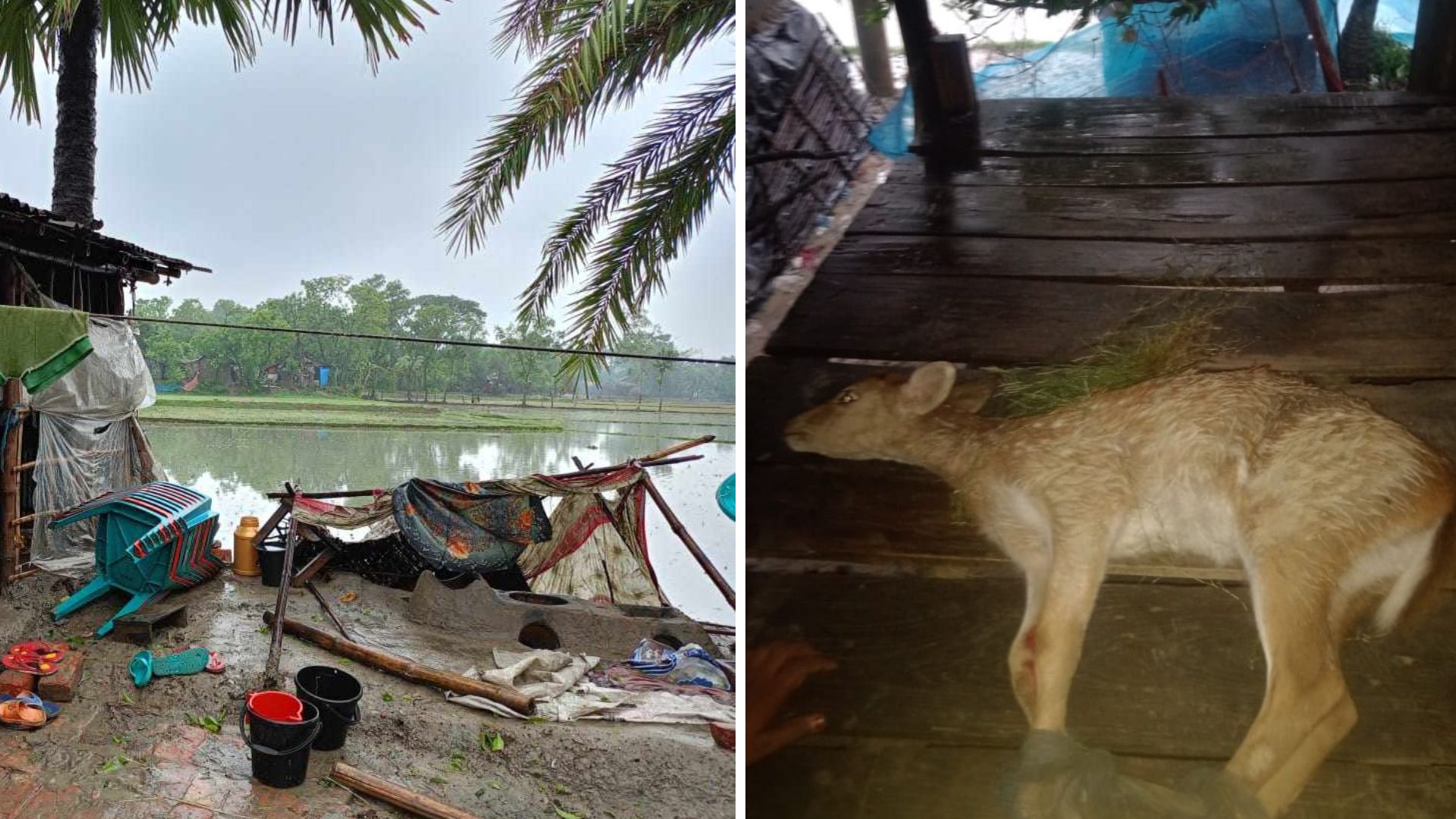 সাতক্ষীরার ৪৮ ইউনিয়ন প্লাবিত, লোকালয়ে হরিণ