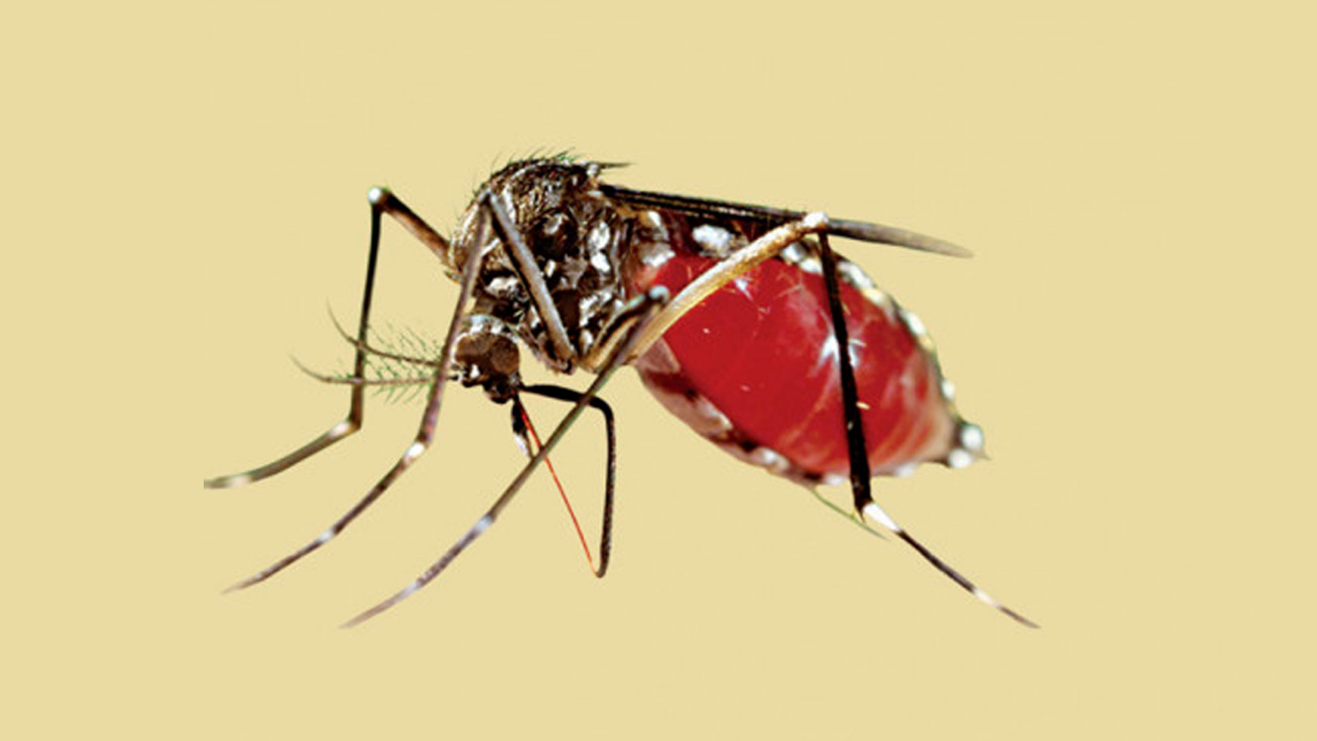 ডেঙ্গুতে ২৪ ঘণ্টায় ২ জনের মৃত্যু, হাসপাতালে ৯৩৪