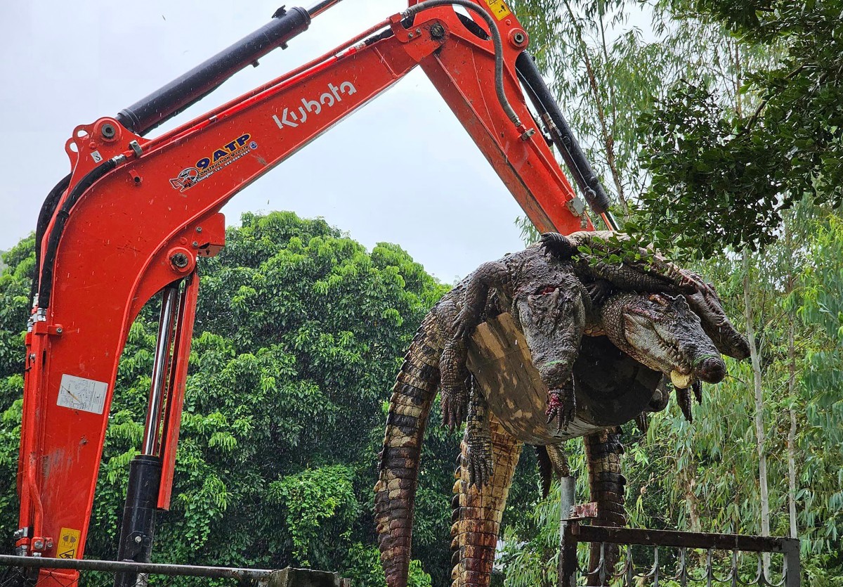 থাইল্যান্ডে ১২৫ কুমিরকে বিদ্যুতায়িত করে হত্যা