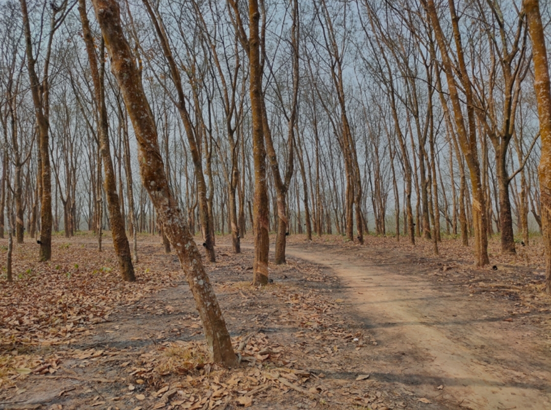 লামায় ২৫ রাবার শ্রমিককে অপহরণের অভিযোগ
