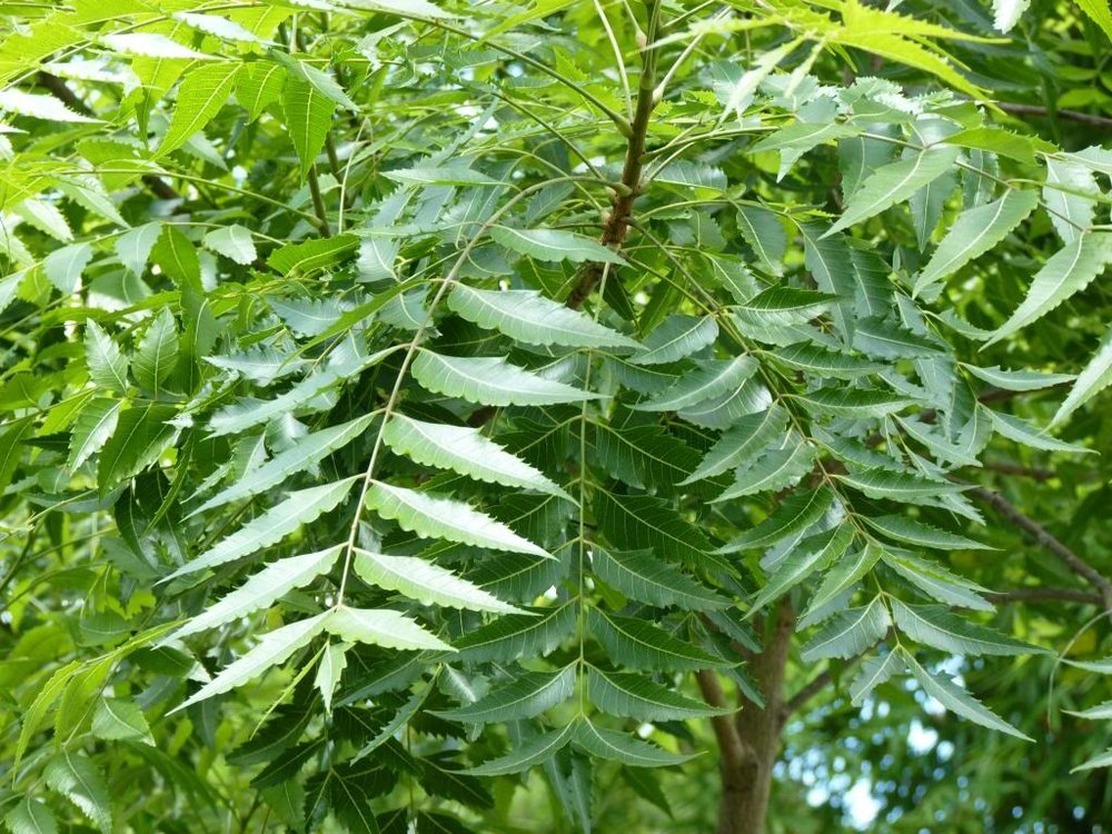 কীভাবে ও কতটুকু নিমপাতা খাবেন, সকালে খালি পেটে খেলে কী উপকার
