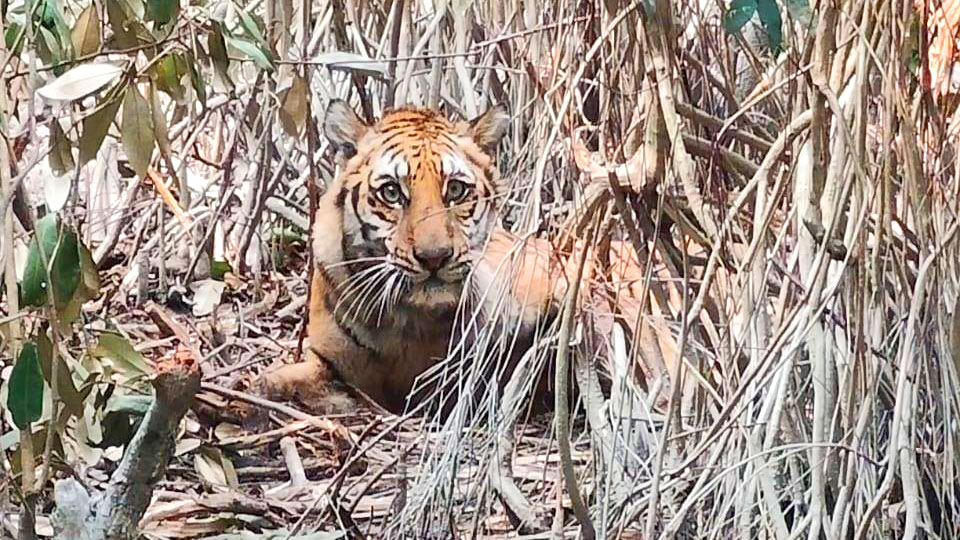 সুন্দরবনে ফাঁদ থেকে উদ্ধার বাঘিনীর স্বাস্থ্যের কিছুটা উন্নতি