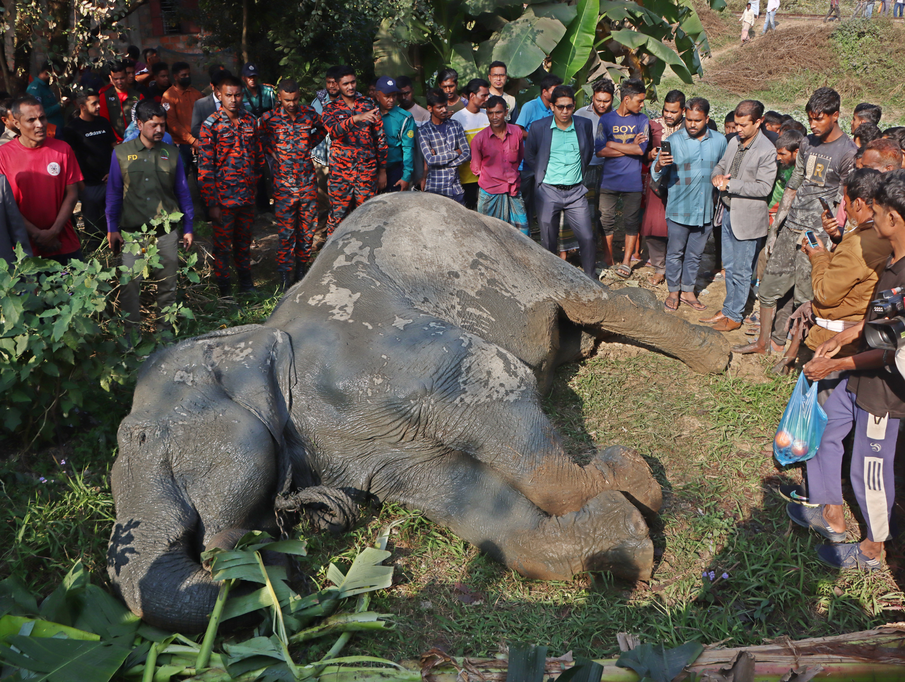 সিলেটে খাদে পড়া পোষা হাতি ১৭ ঘণ্টা পর উদ্ধার