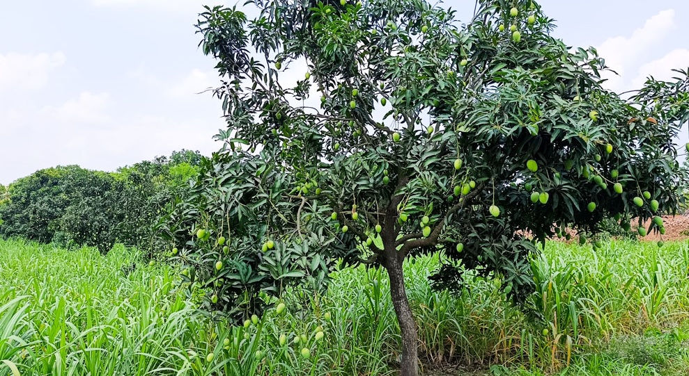 ছবি