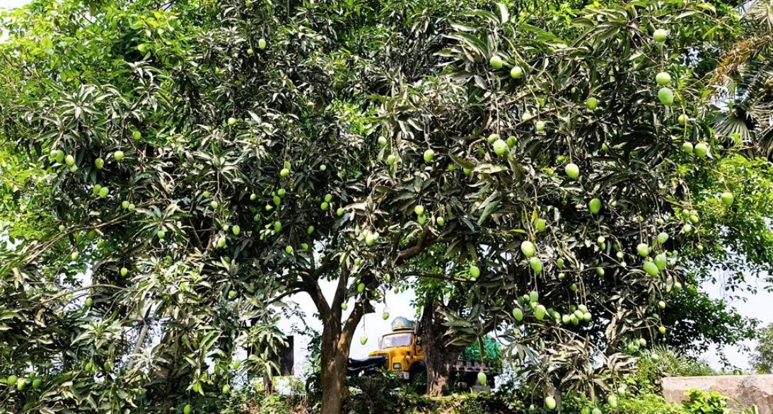 ছবি