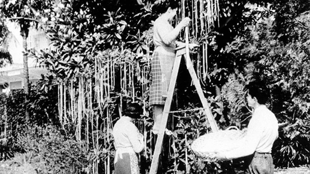 বিবিসি-র 'স্প্যাগেটি গাছ' 