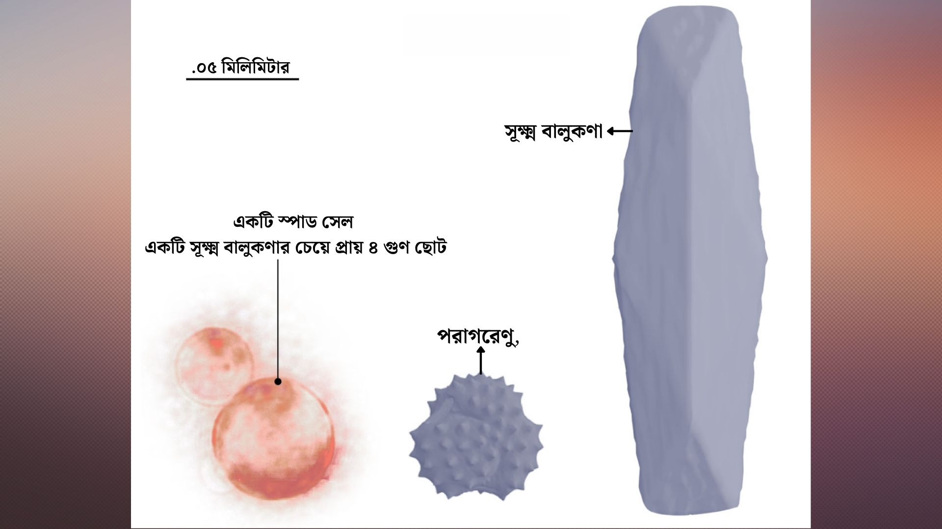 স্পাড সেল। ছবি: সংগৃহীত