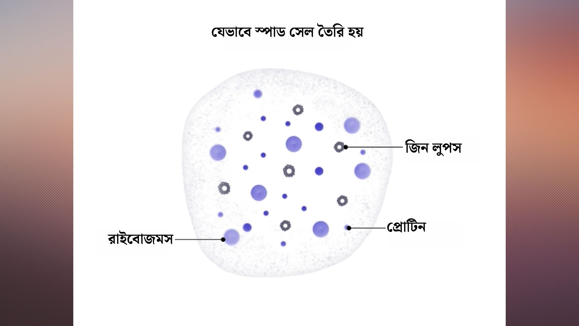 স্পাড সেল যেভাবে তৈরি হয়। ছবি: সংগৃহীত