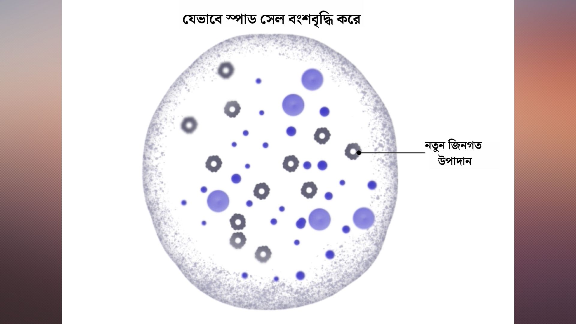 স্পাড সেল যেভাবে বংশবৃদ্ধি করে। ছবি: সংগৃহীত