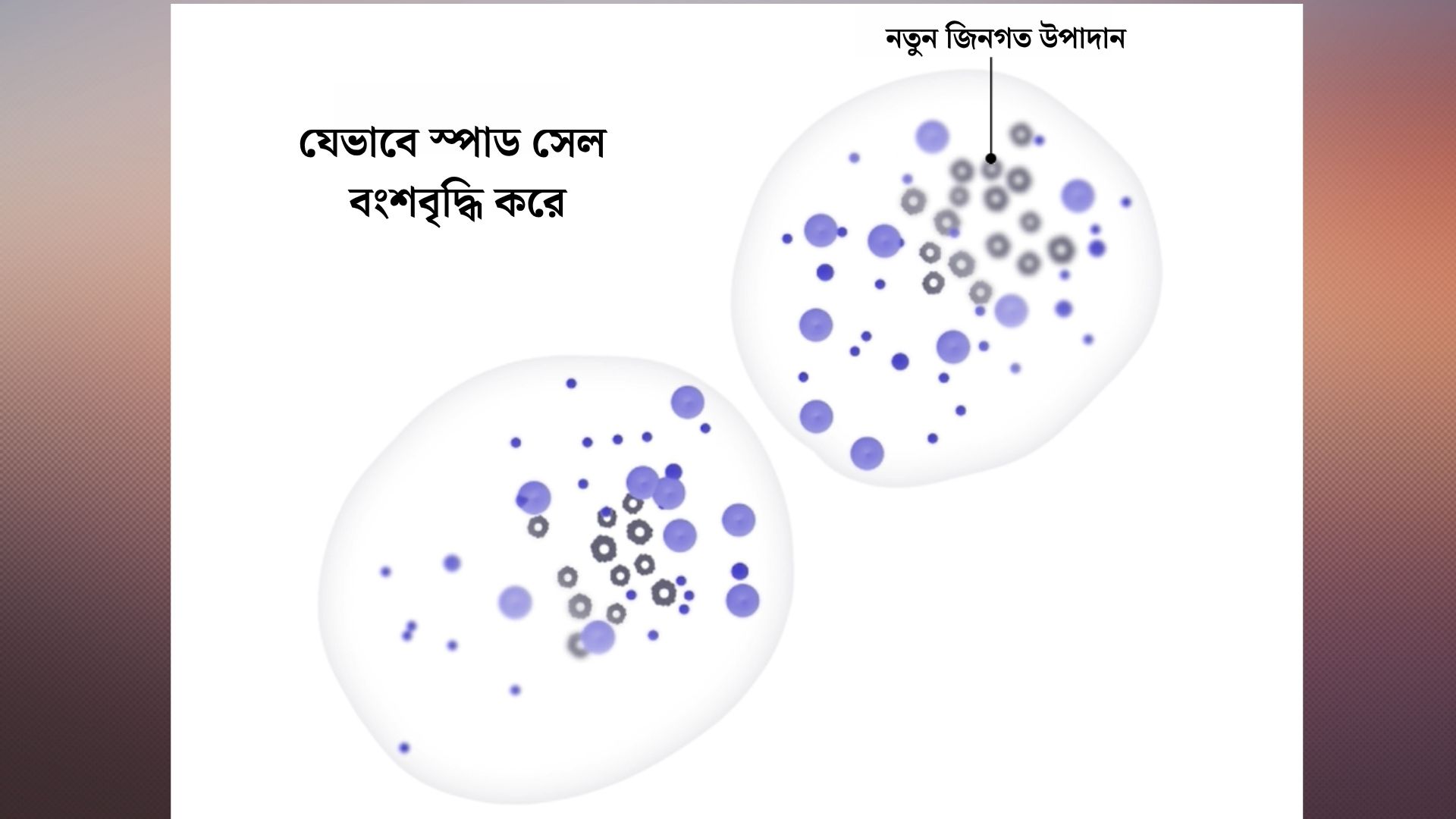 স্পাড সেল যেভাবে বংশবৃদ্ধি করে। ছবি: সংগৃহীত