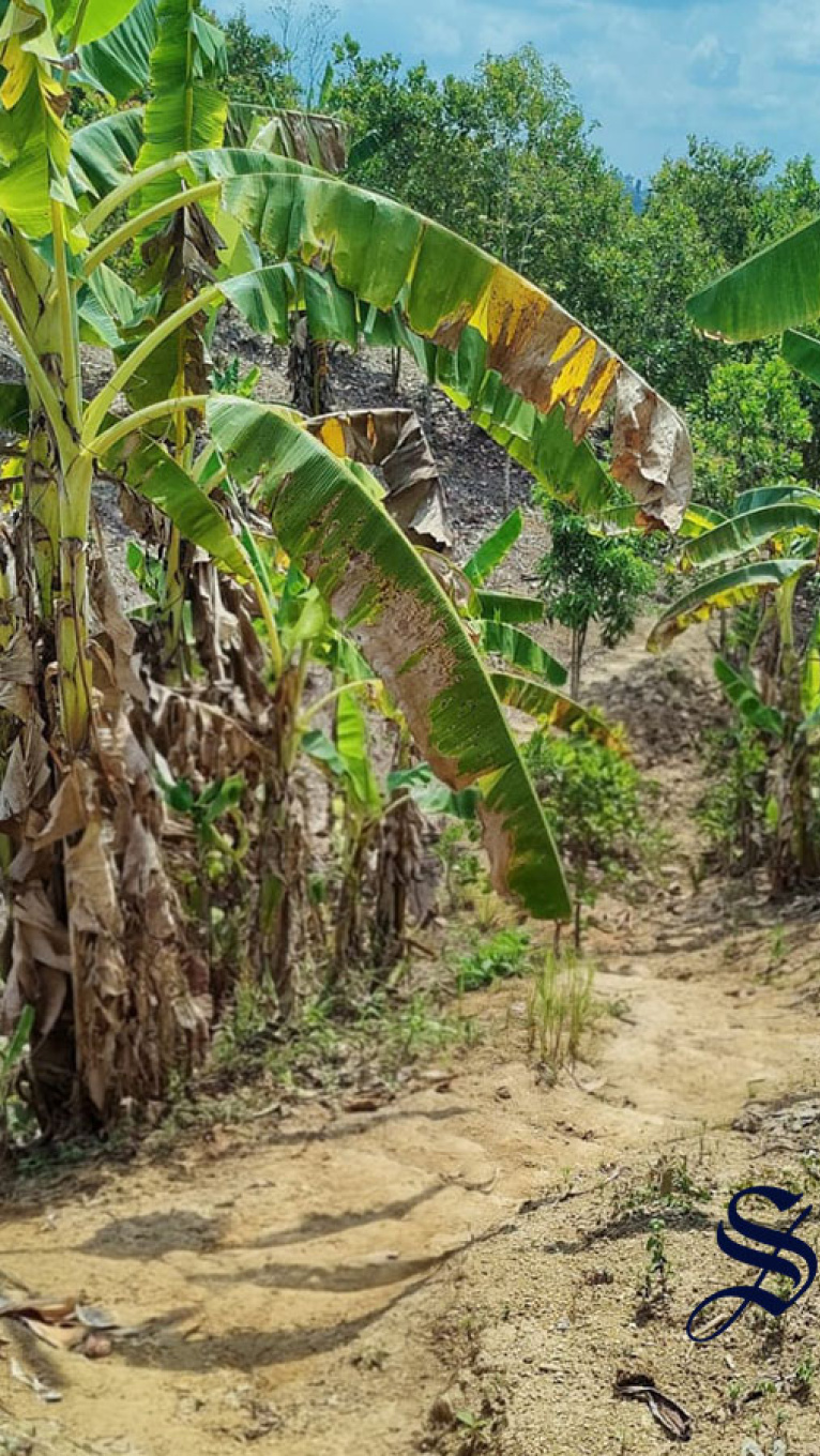 রোহিঙ্গা