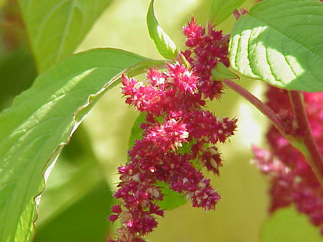 ব্রাজিলের ফুল