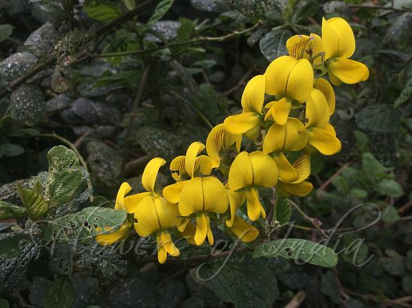 ঘানার ফুল