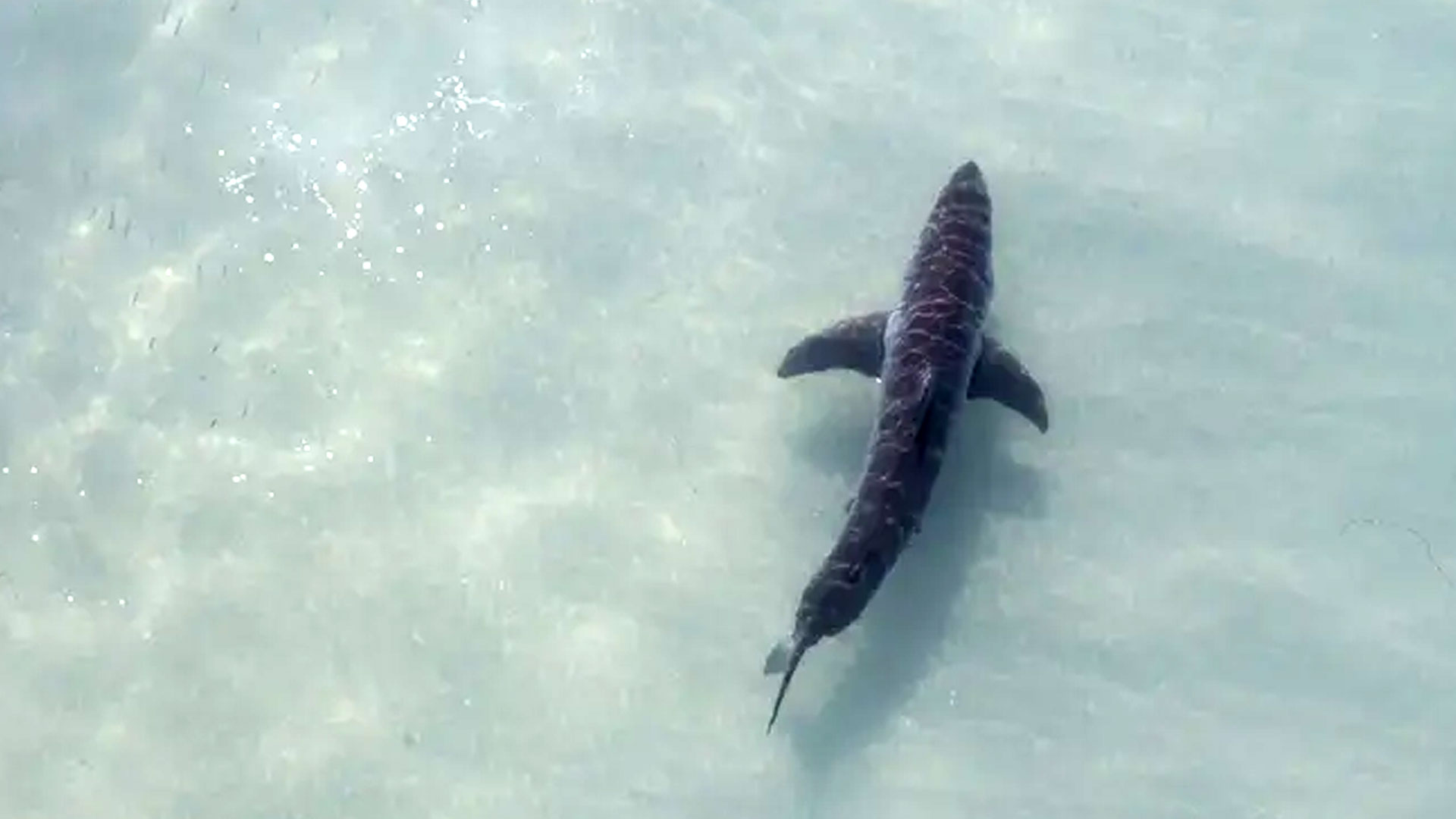 ক্যালিফোর্নিয়া উপকূল