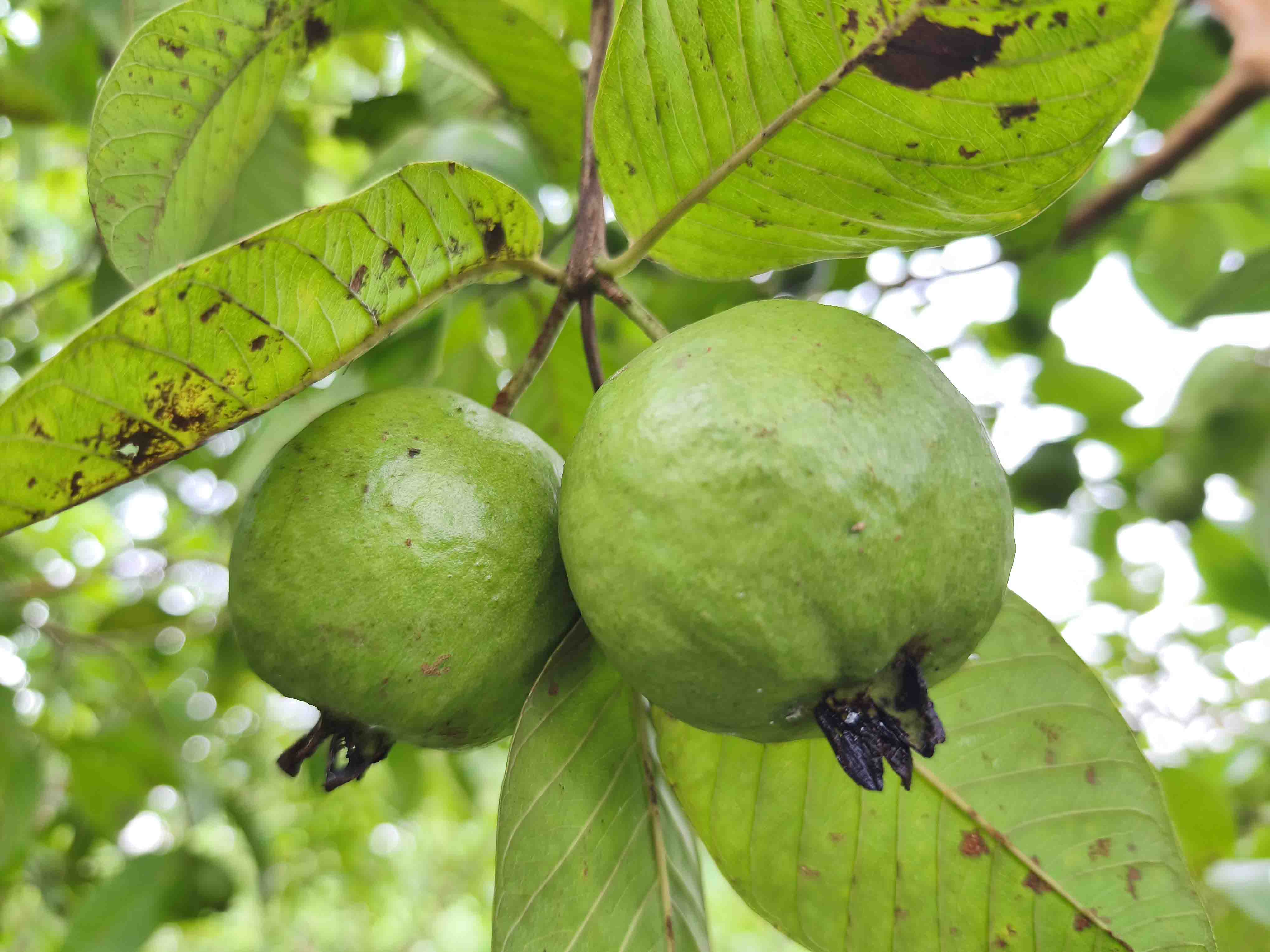পেয়ারা