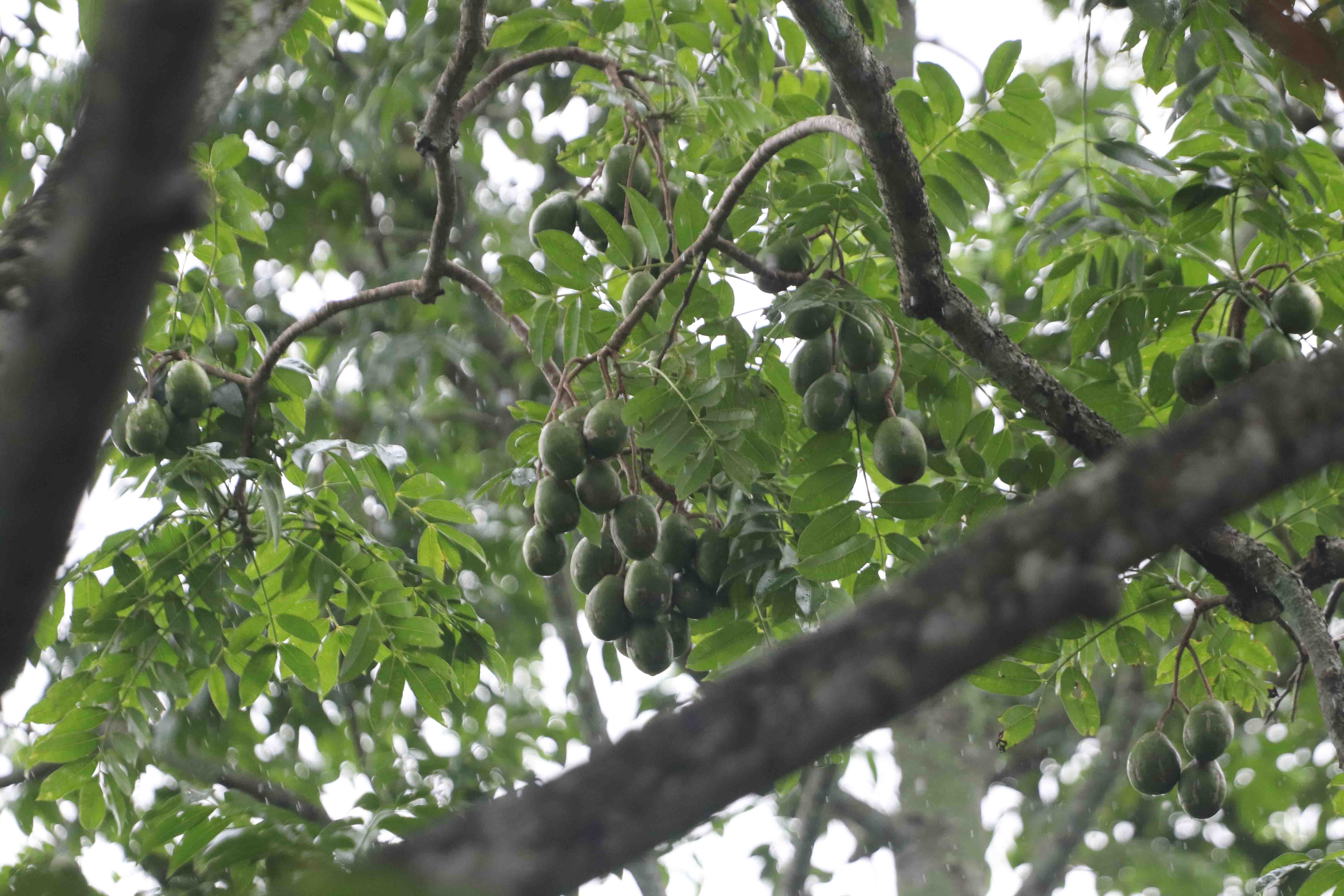 আমড়া চাষ