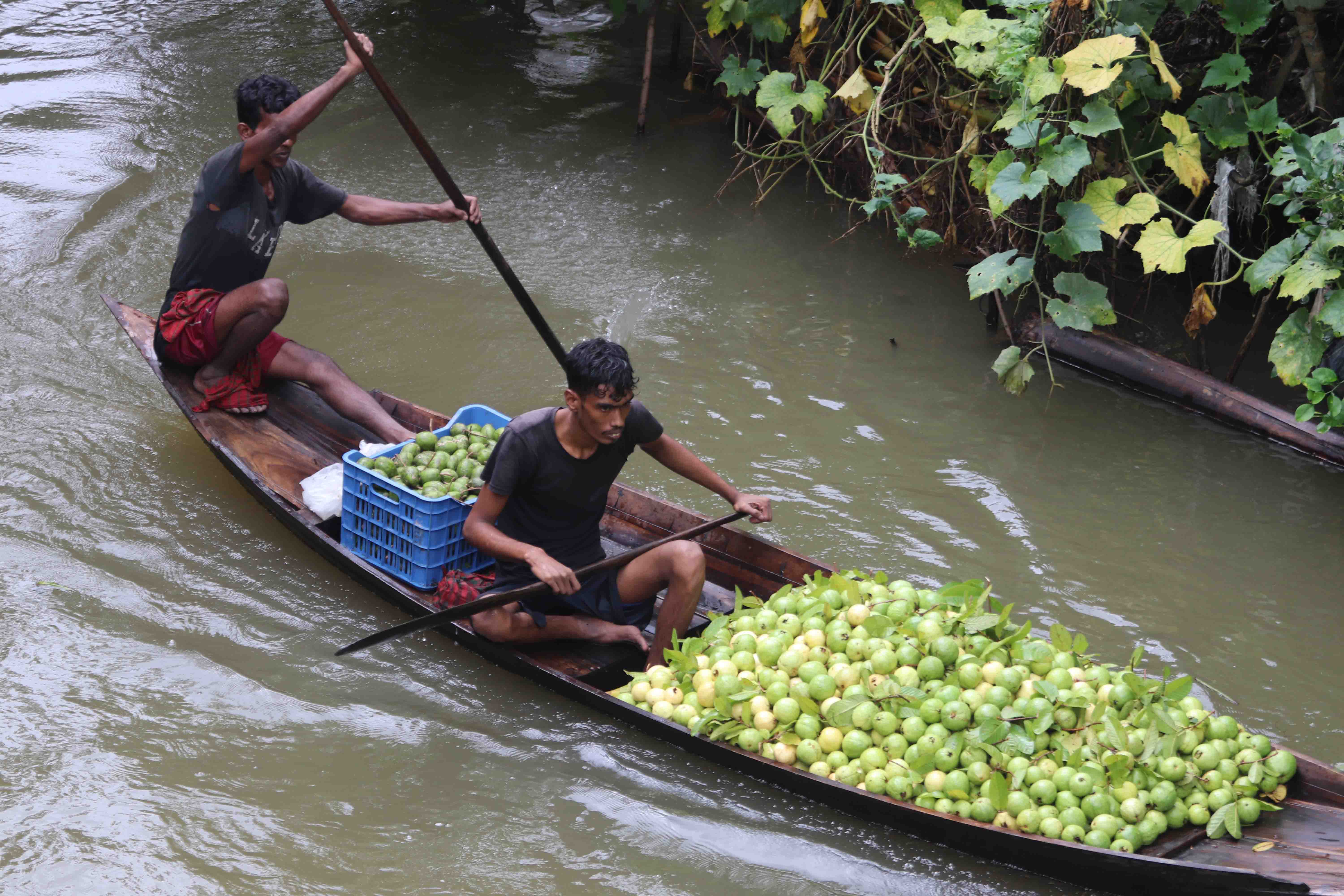 নৌকায় পেয়ারা ও আমড়া
