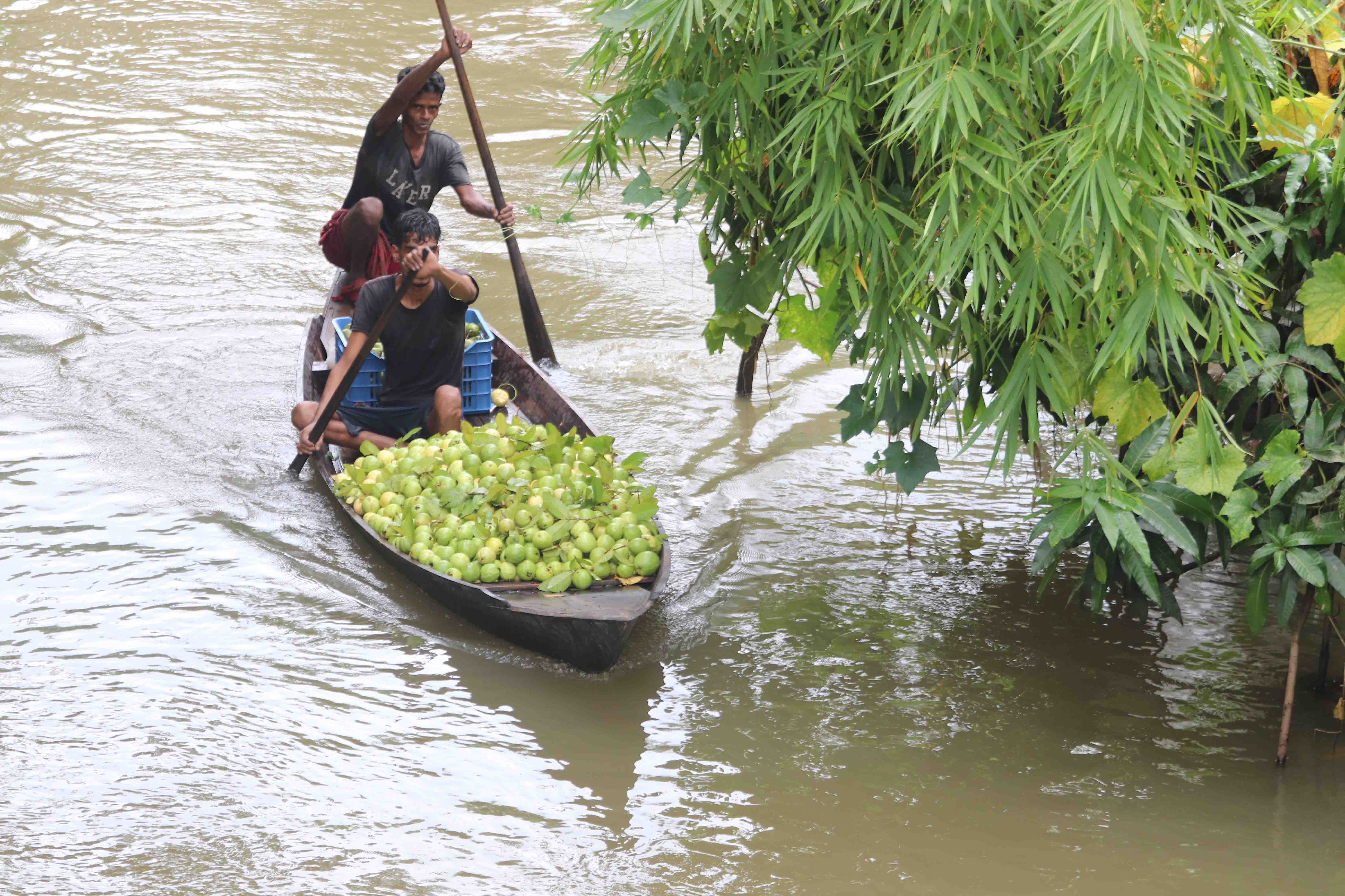 নৌকায় পেয়ারা ও আমড়া