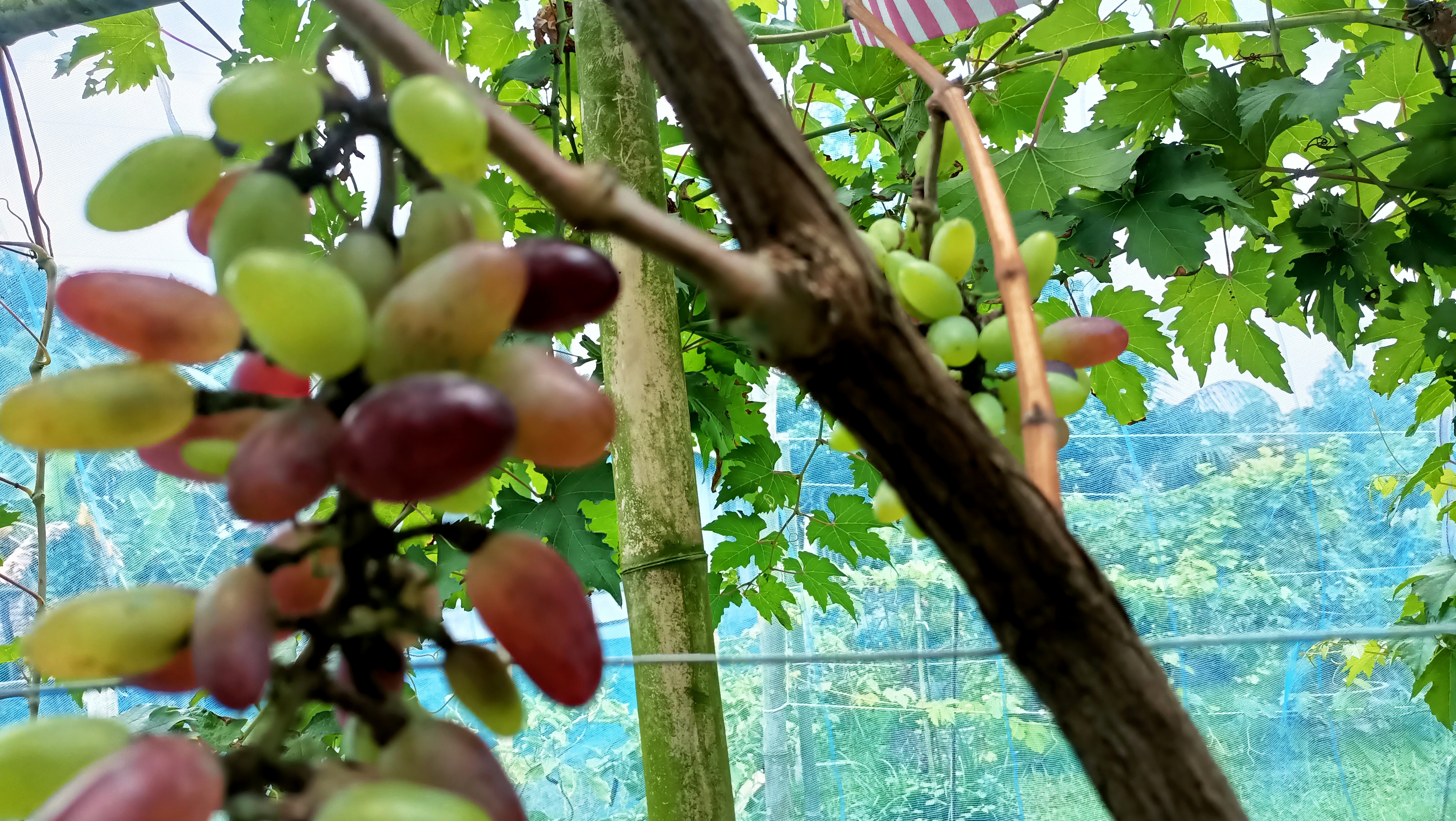 আঙুর