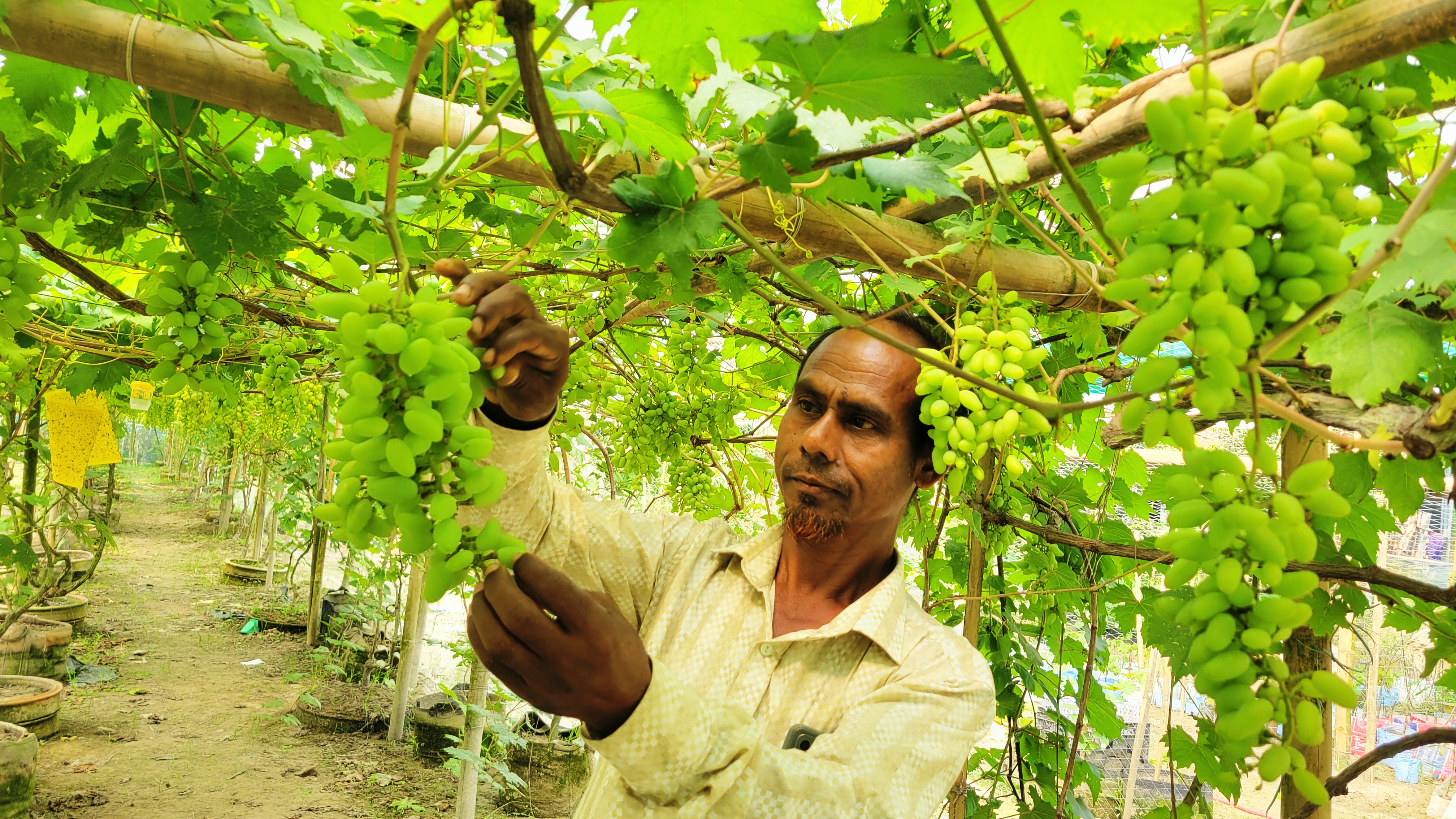 আঙুর