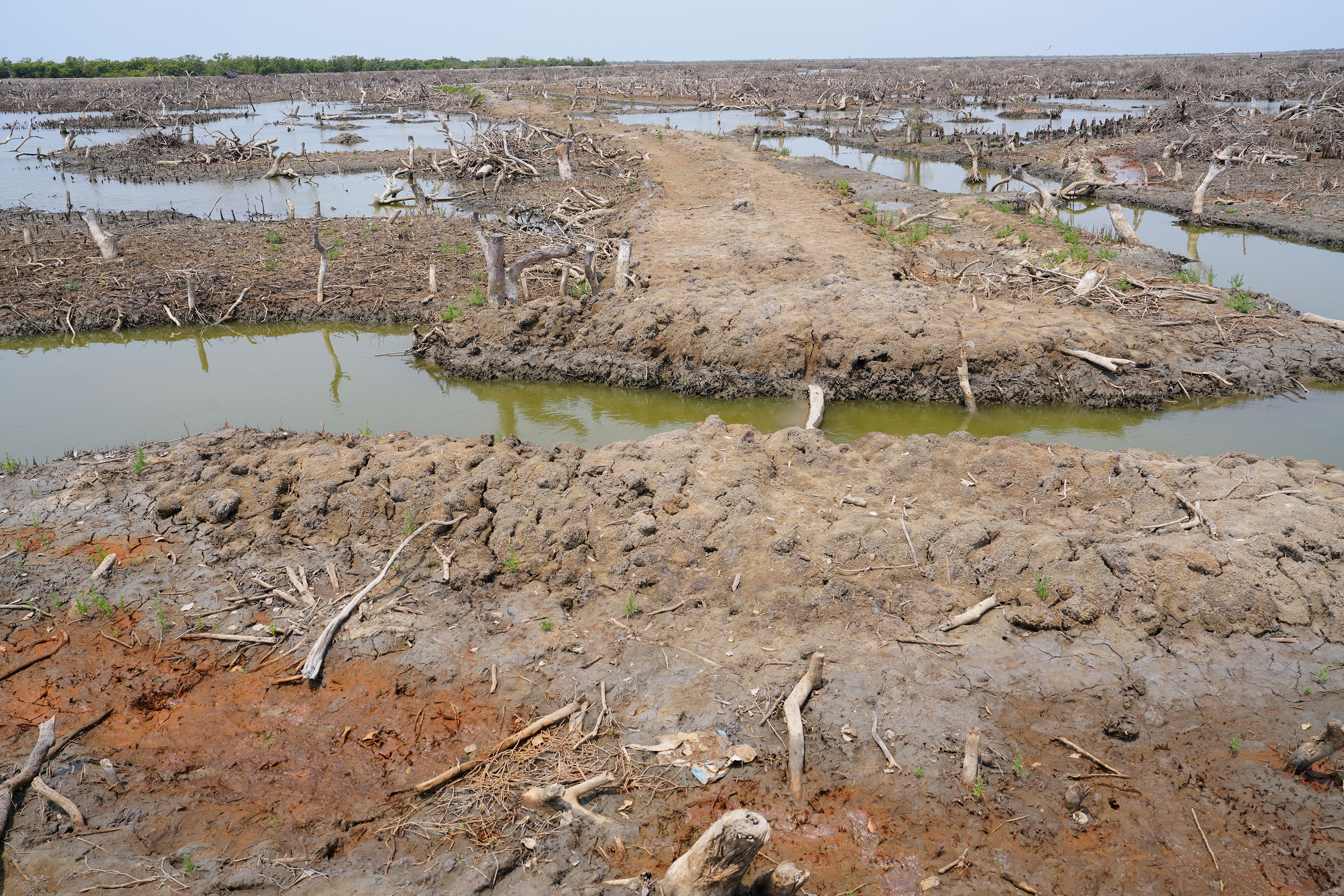 Mangrove Forest of Sonadia Dwip