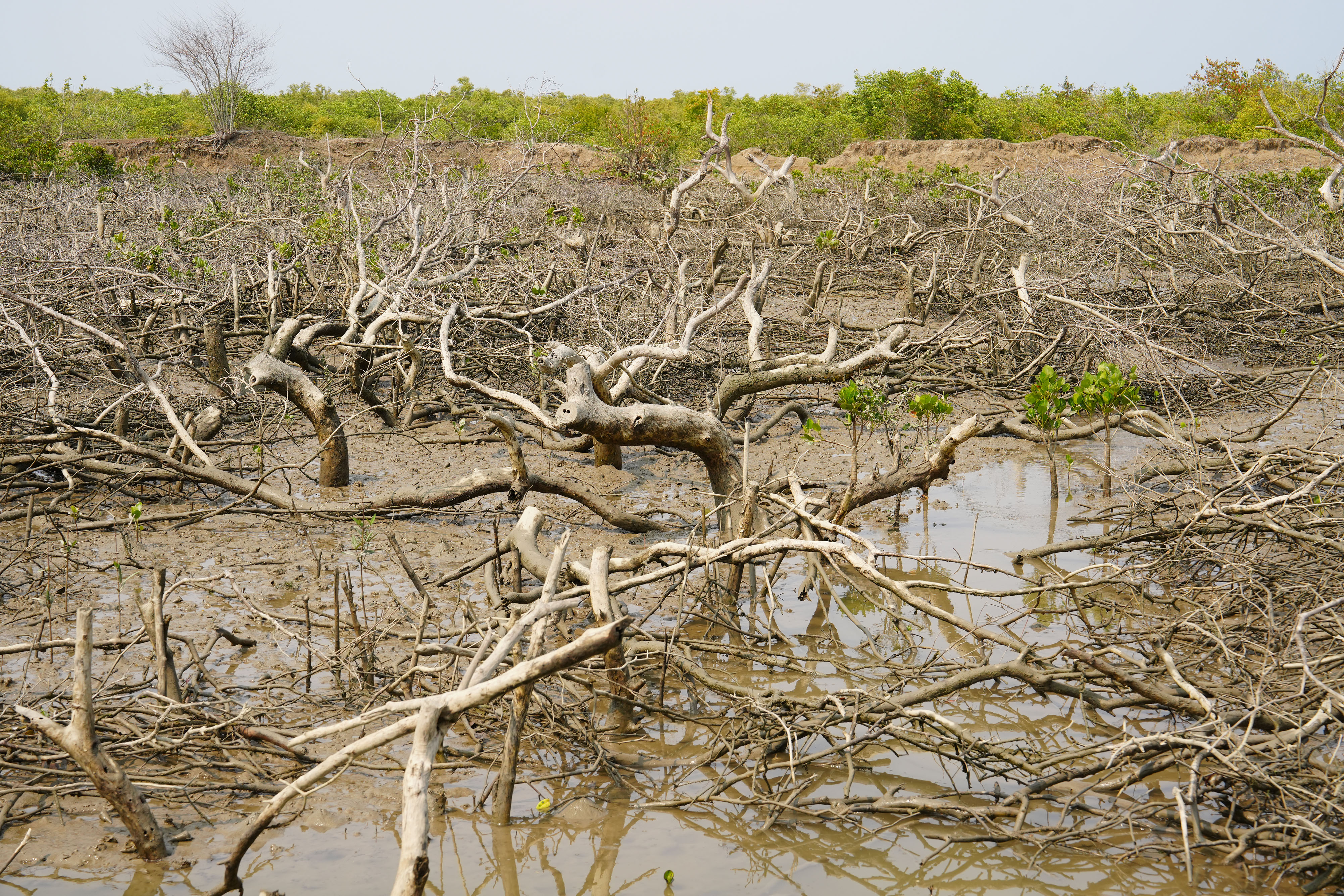 Mangrove Forest of Sonadia Dwip