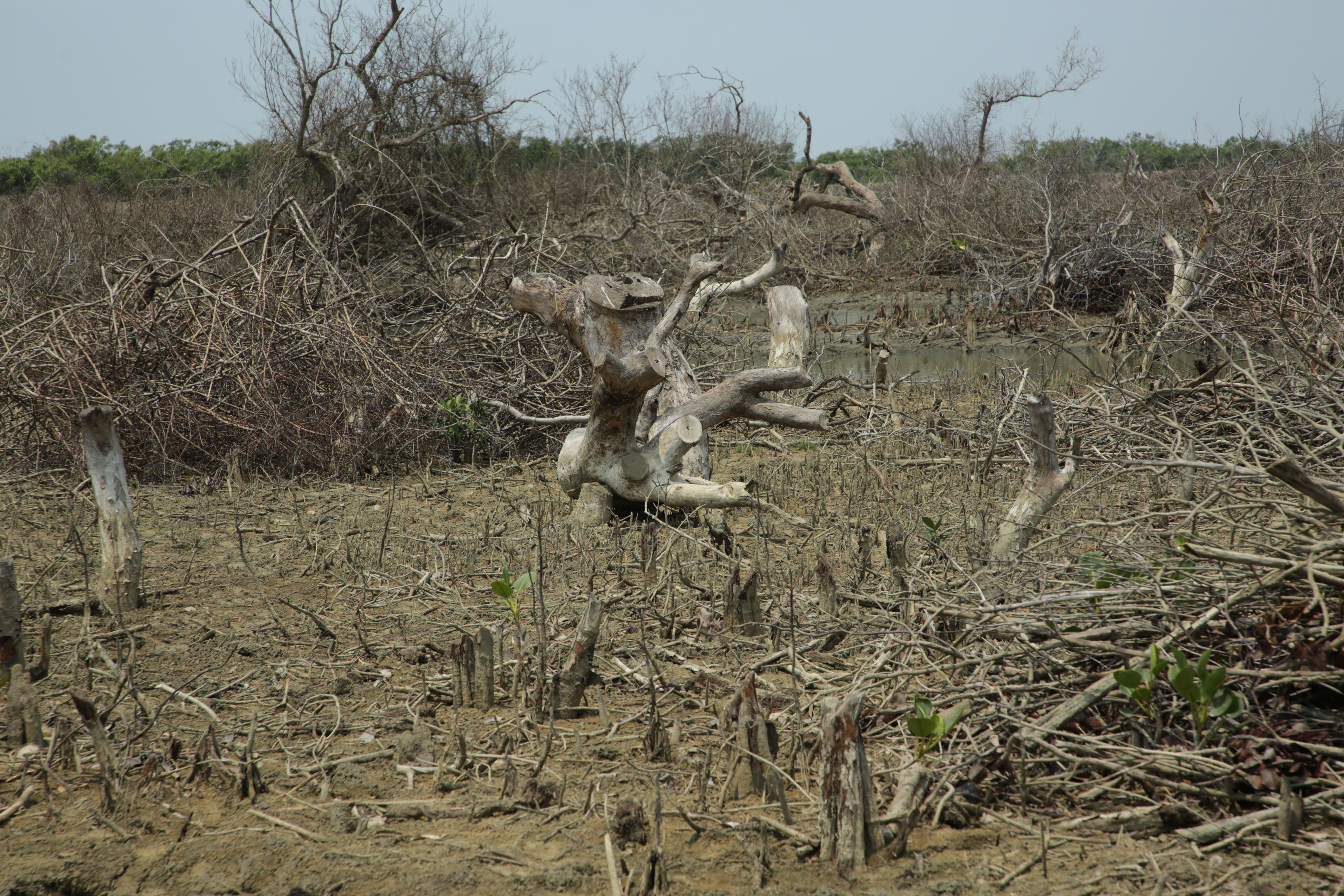 Mangrove Forest of Sonadia Dwip