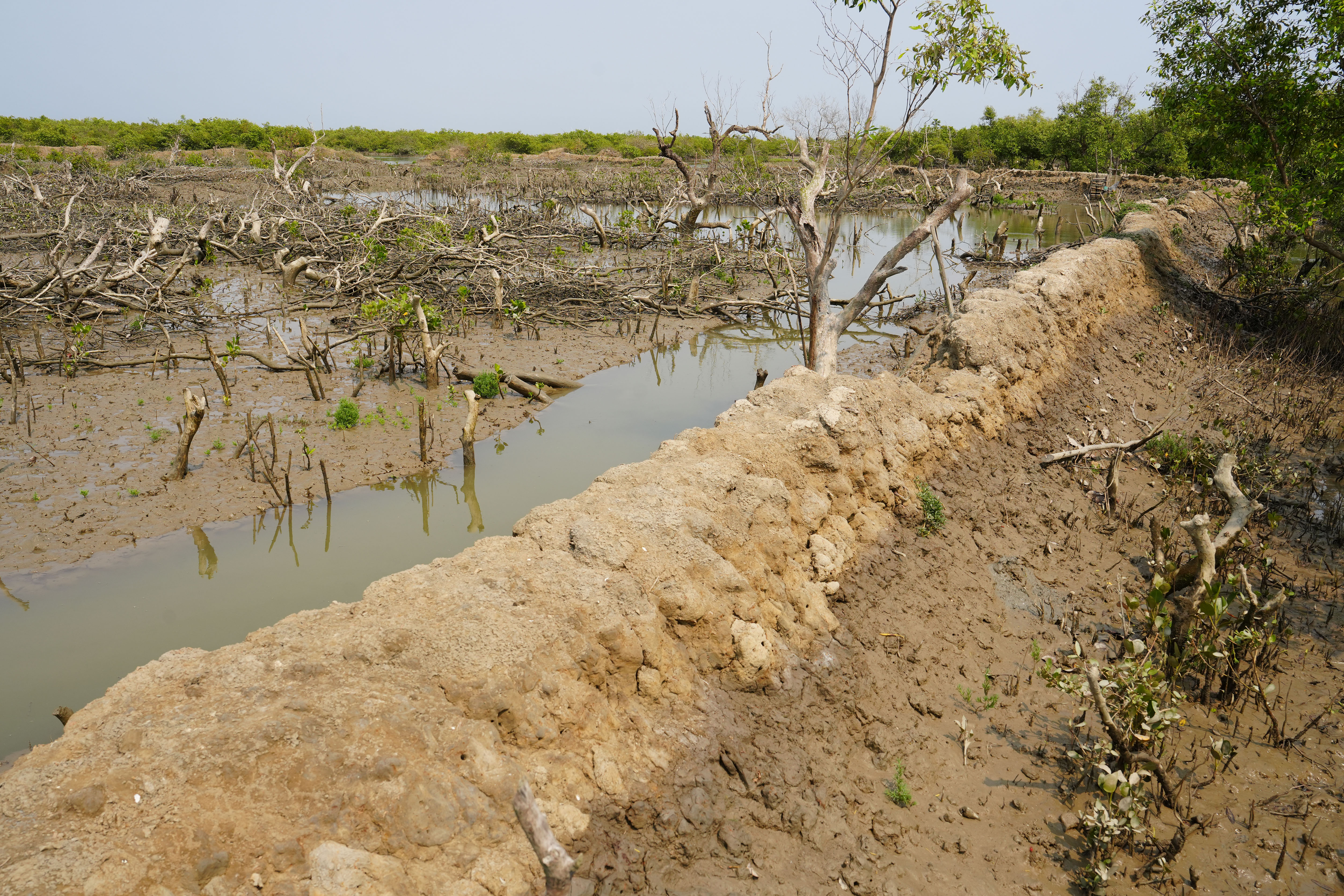 Mangrove Forest of Sonadia Dwip