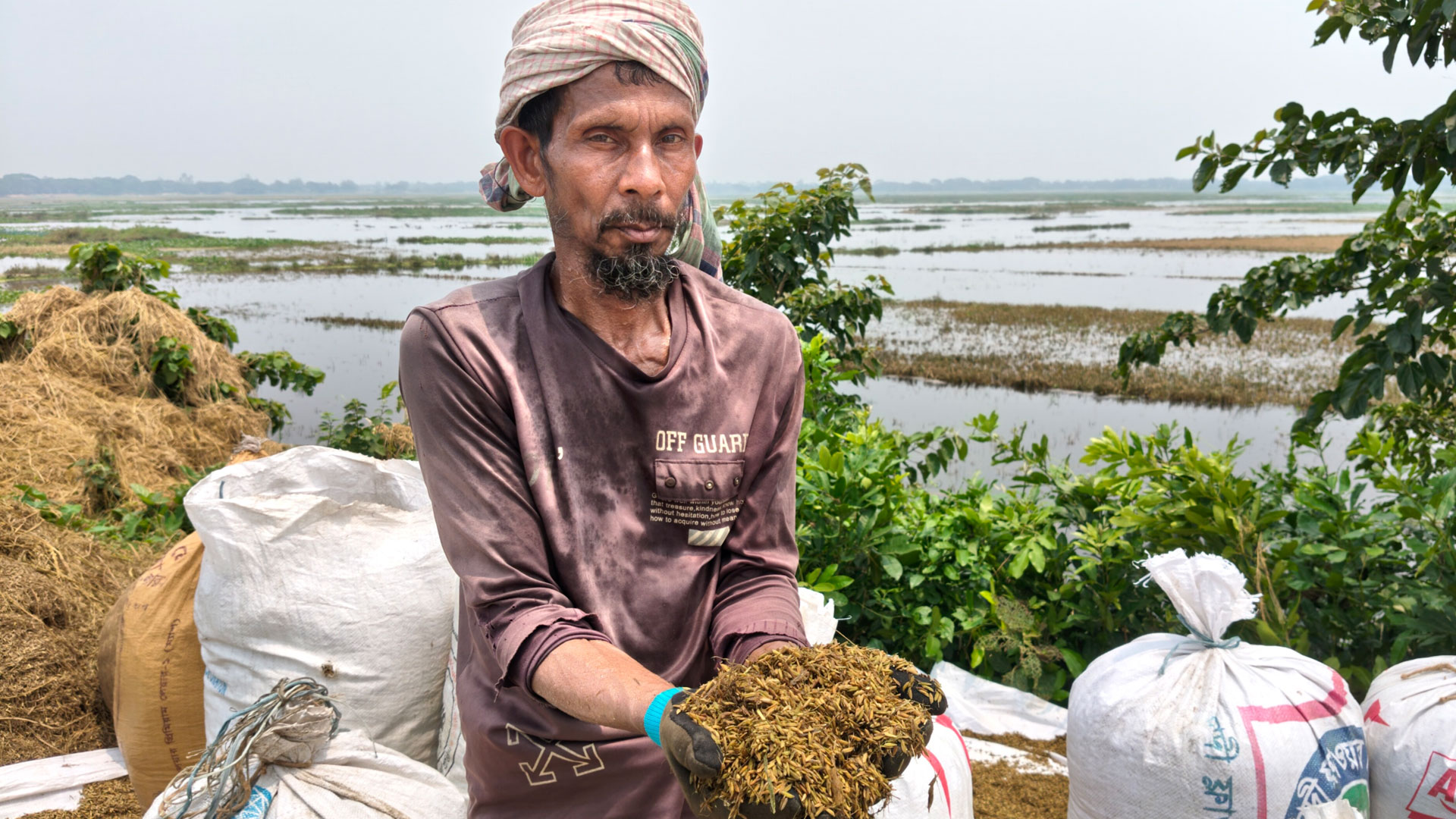 হাওরে ধানের ক্ষতি