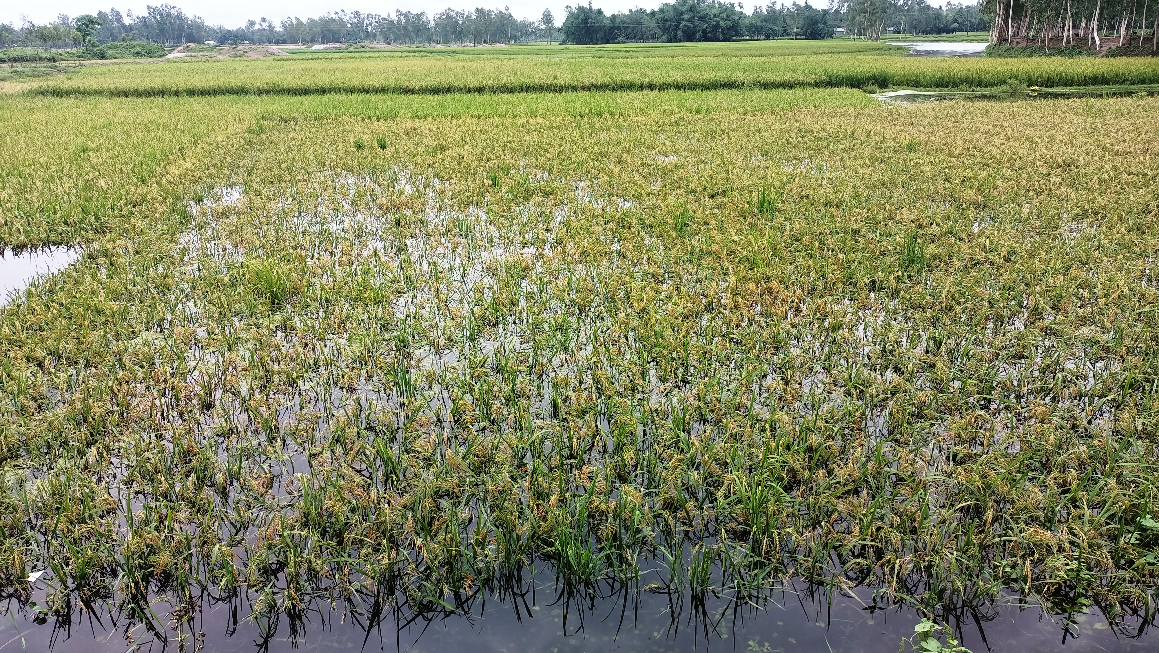 ধান খেত