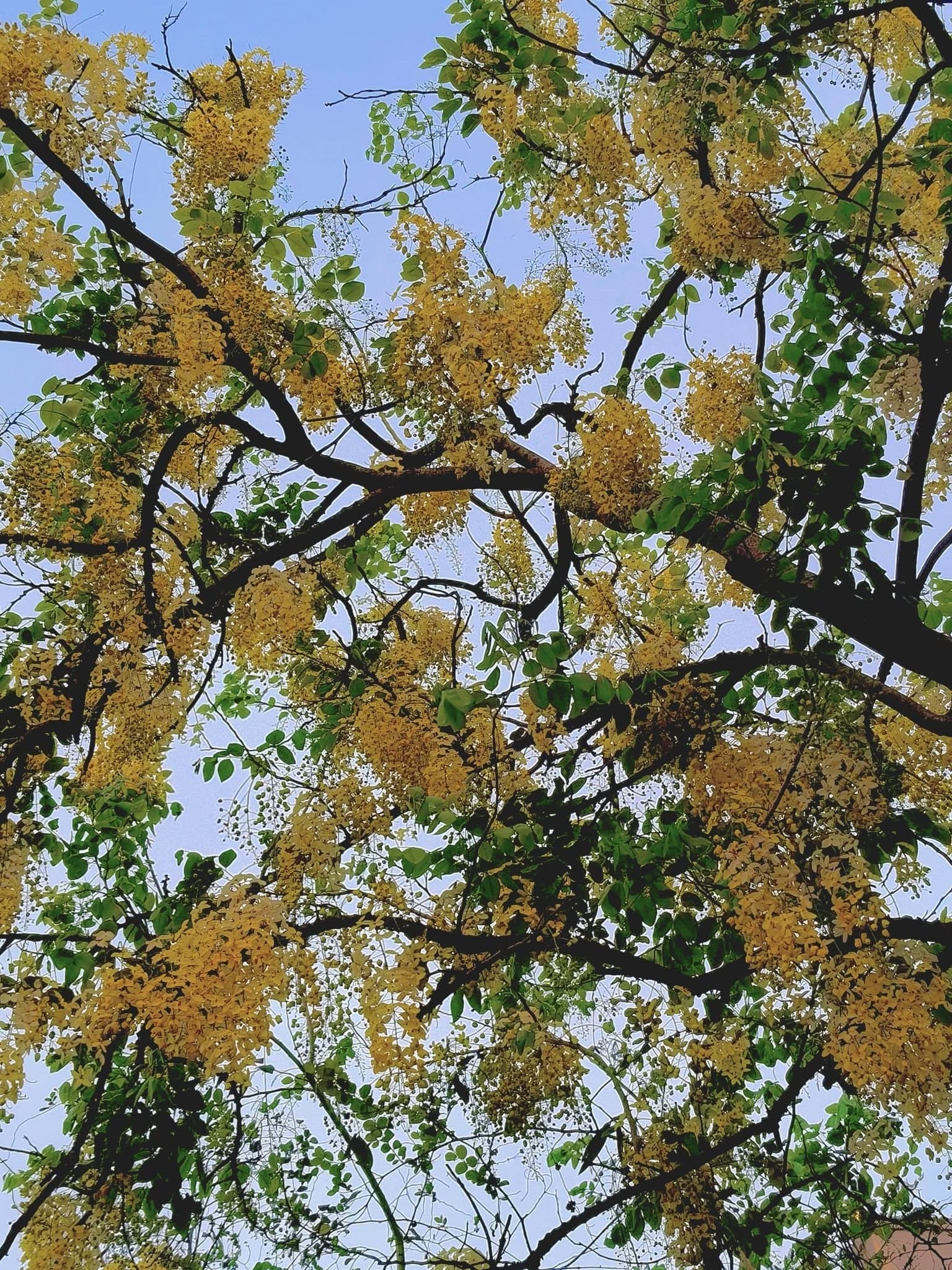 Sonalu Phul