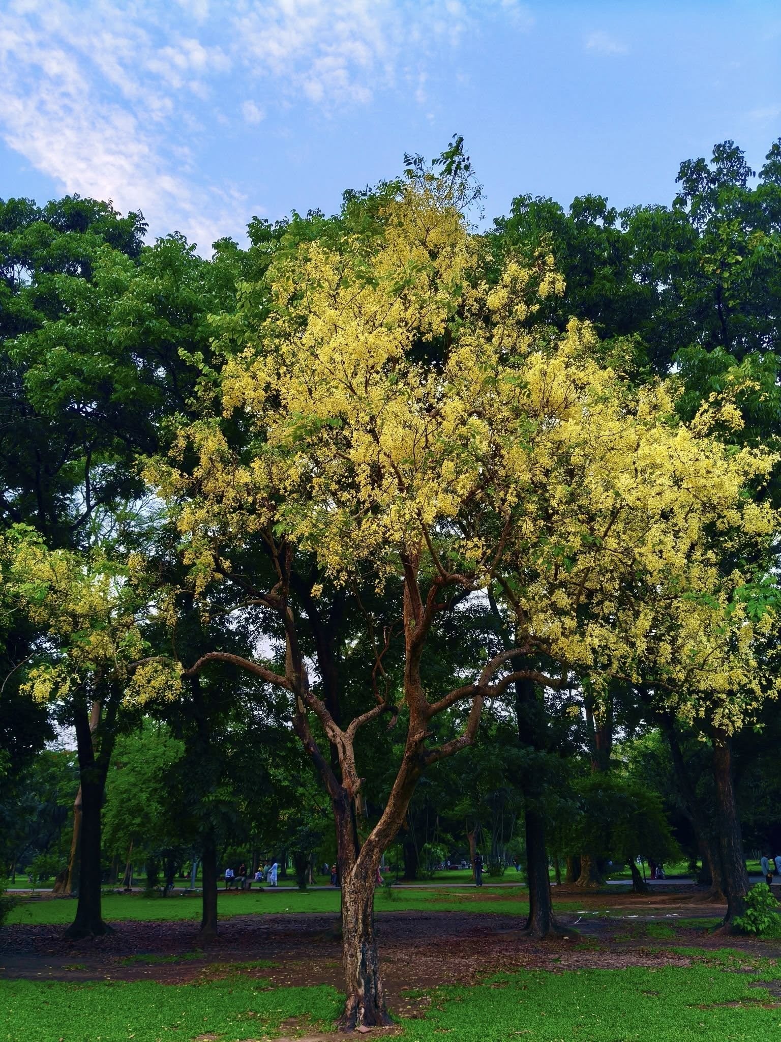 Sonalu Phul